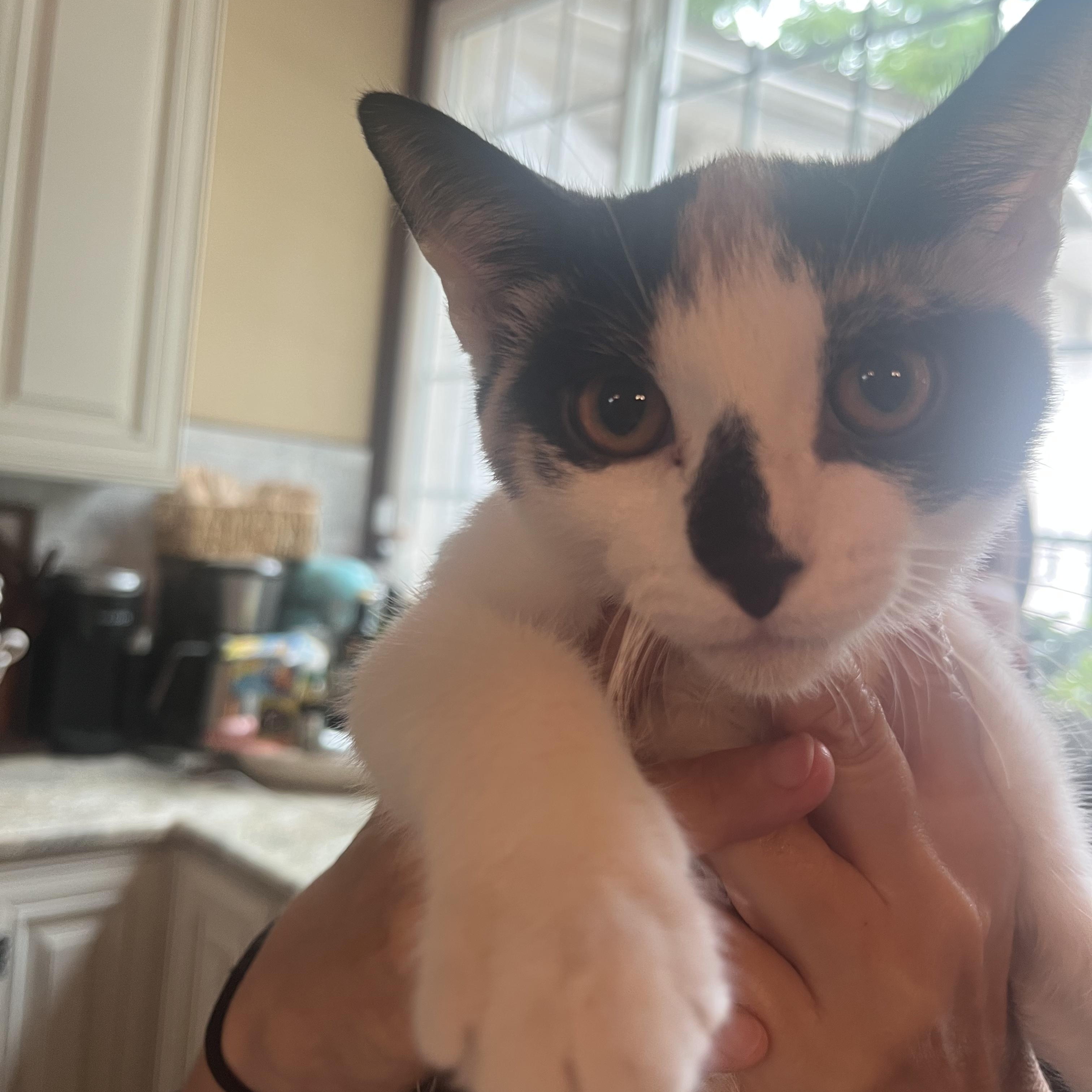 Enlarge Milkshake, a Adoptable Domestic Short Hair in Dresher, PA image 2/2