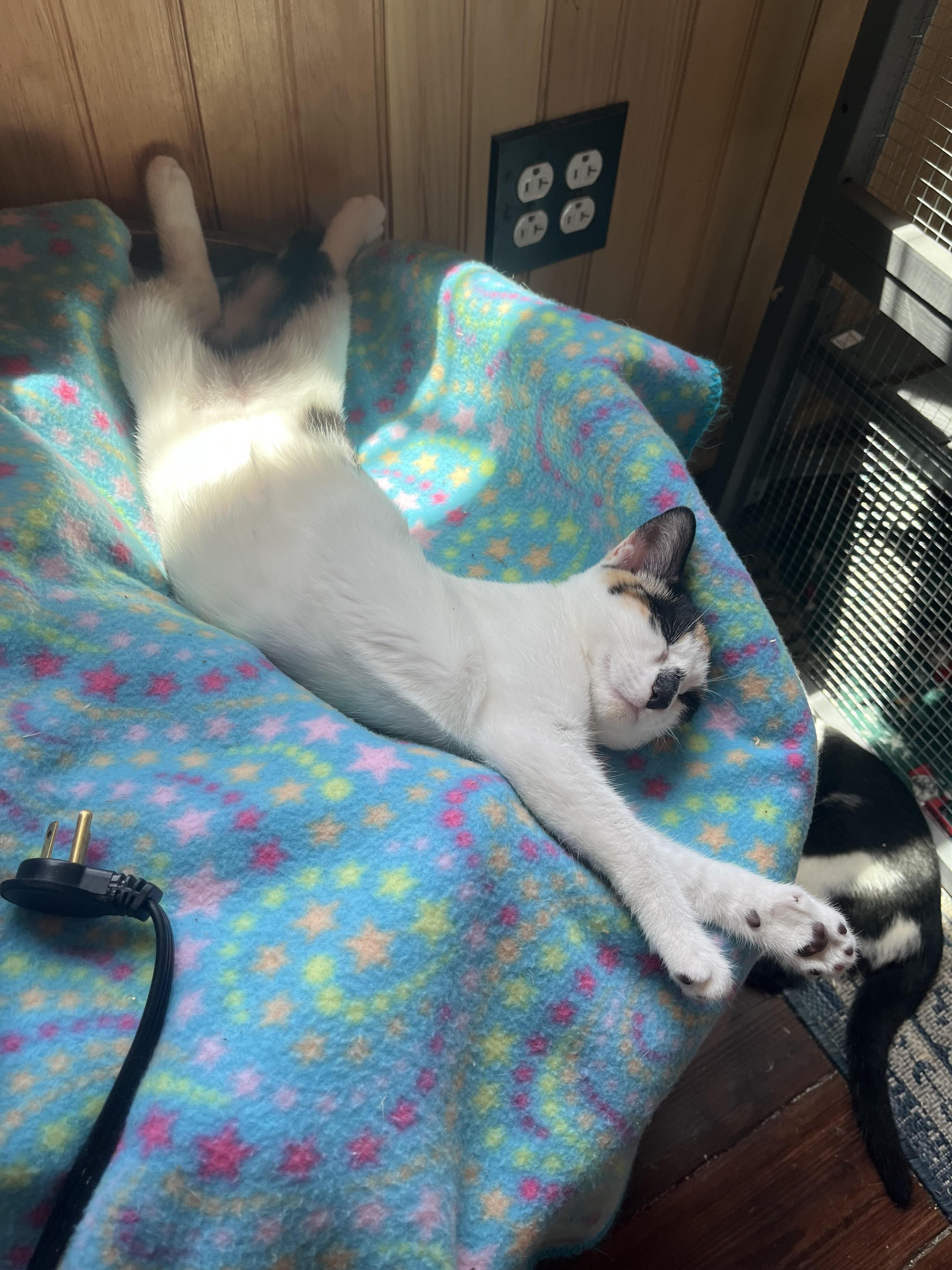 Enlarge Milkshake, a Adoptable Domestic Short Hair in Dresher, PA image 1/2