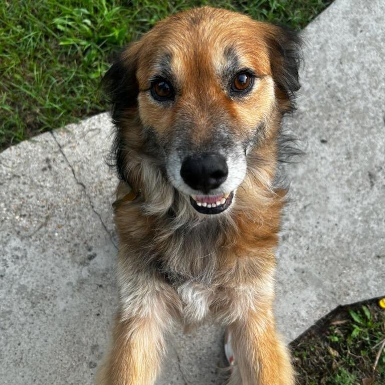 Enlarge Benji, a Adoptable mixed breed in Houston, TX image 1/6