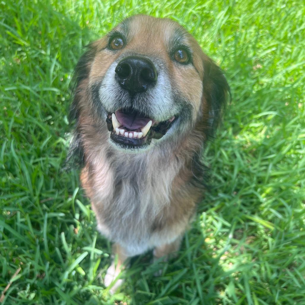 Enlarge Benji, a Adoptable mixed breed in Houston, TX image 4/6