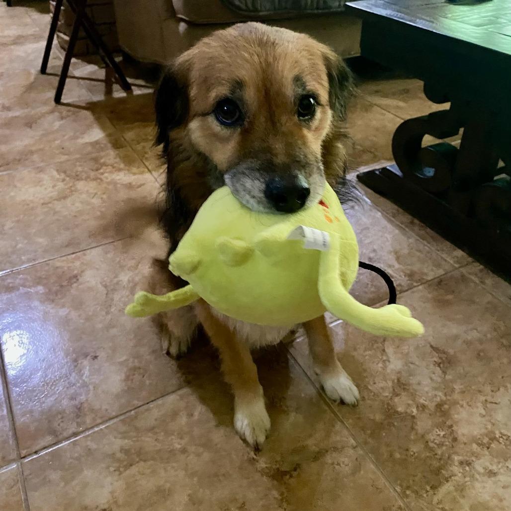 Benji, a Adoptable mixed breed in Houston, TX image 1/6