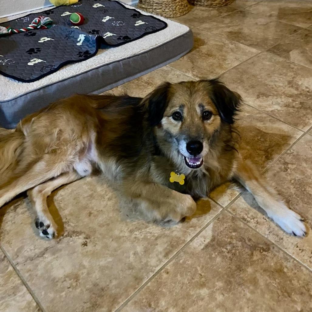 Benji, a Adoptable mixed breed in Houston, TX image 2/6