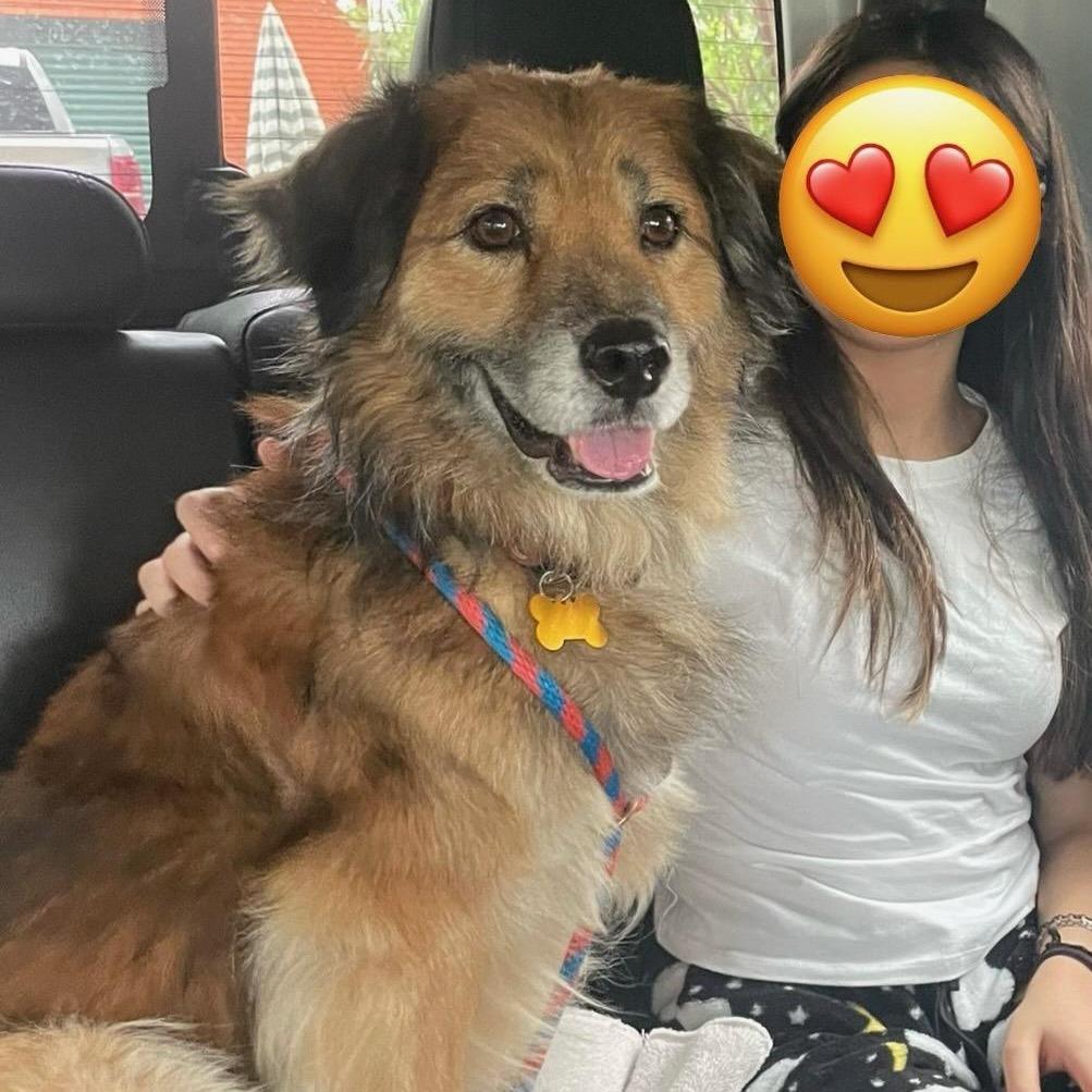 Benji, a Adoptable mixed breed in Houston, TX image 5/6