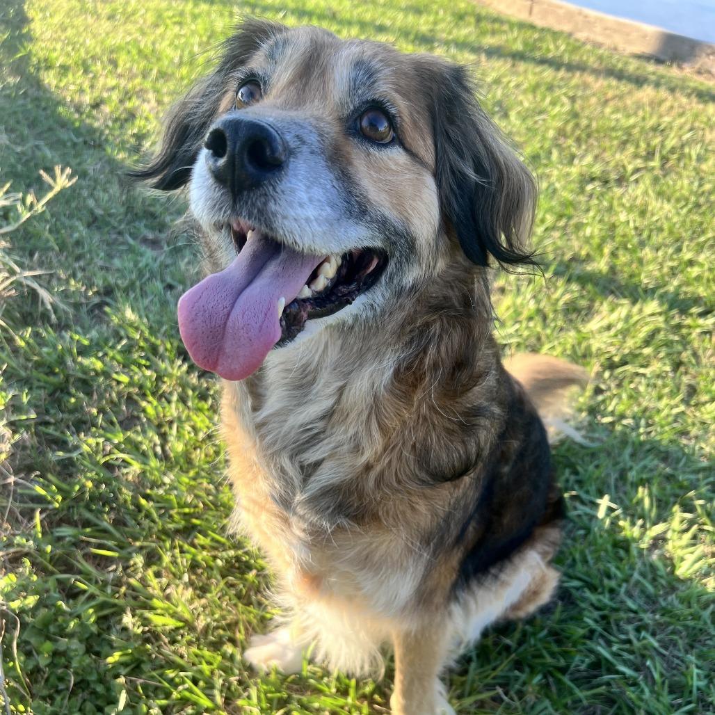 Enlarge Benji, a Adoptable mixed breed in Houston, TX image 6/6