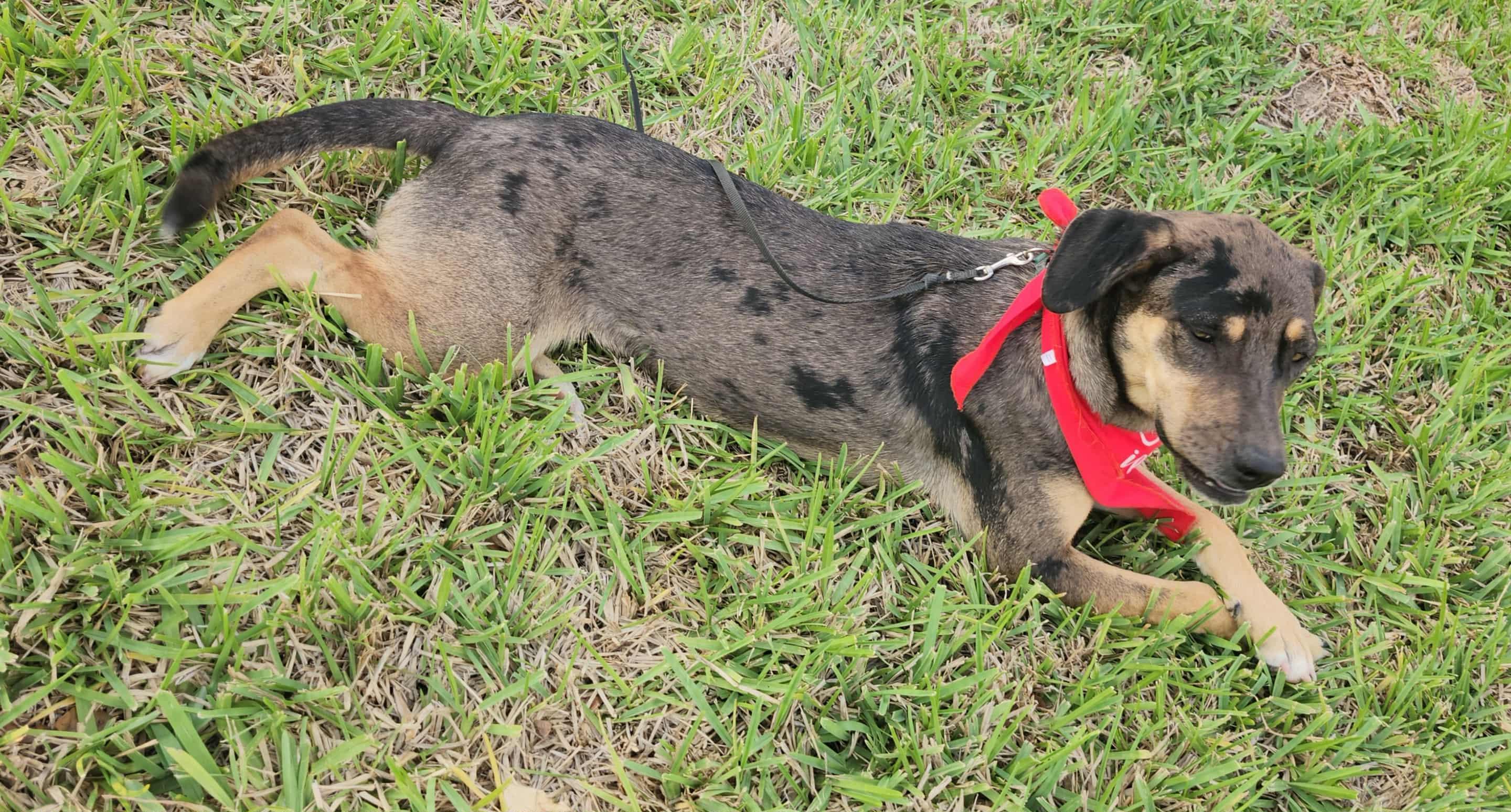 Evergreen thumbnail 2