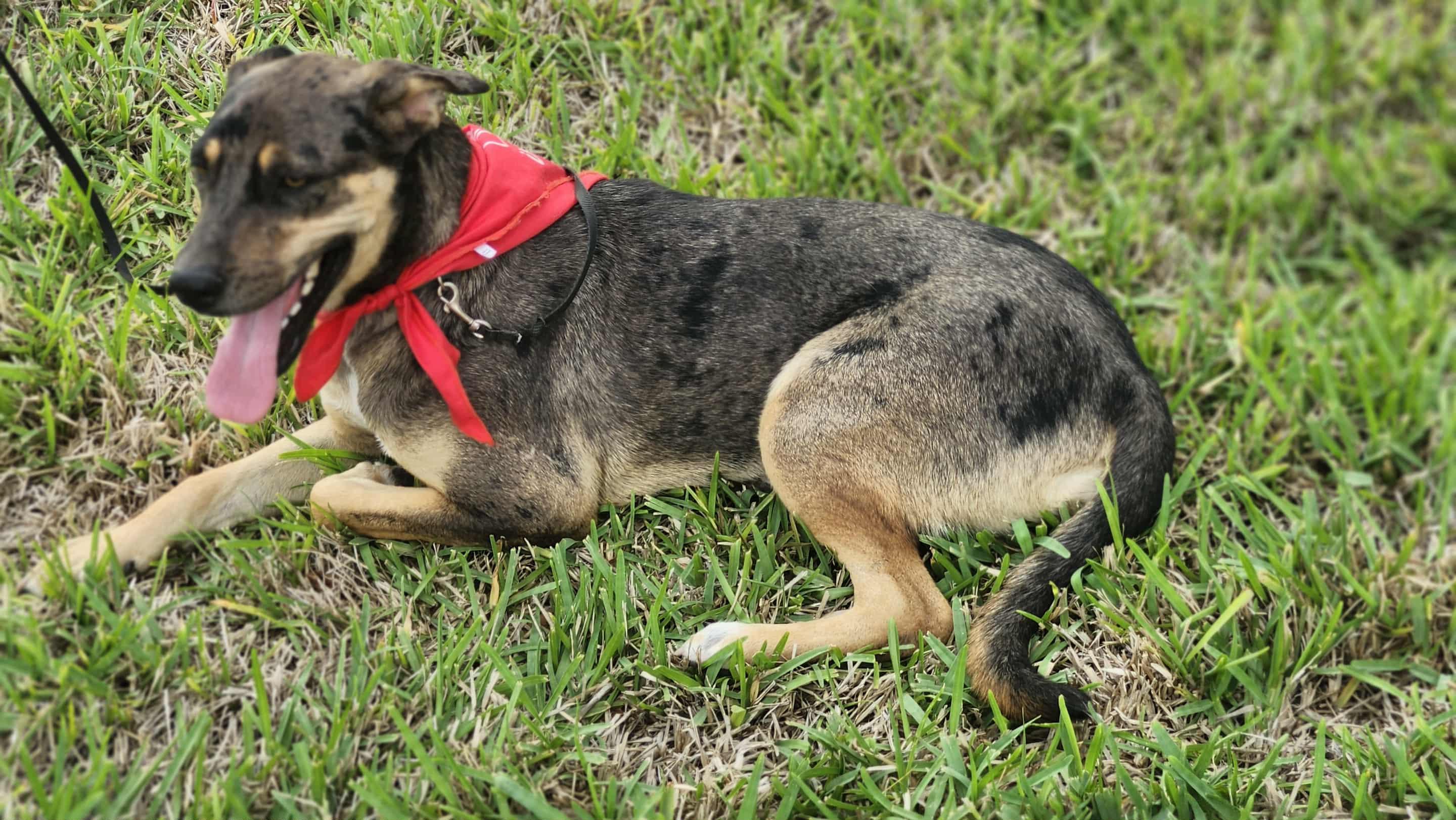 Evergreen thumbnail 3