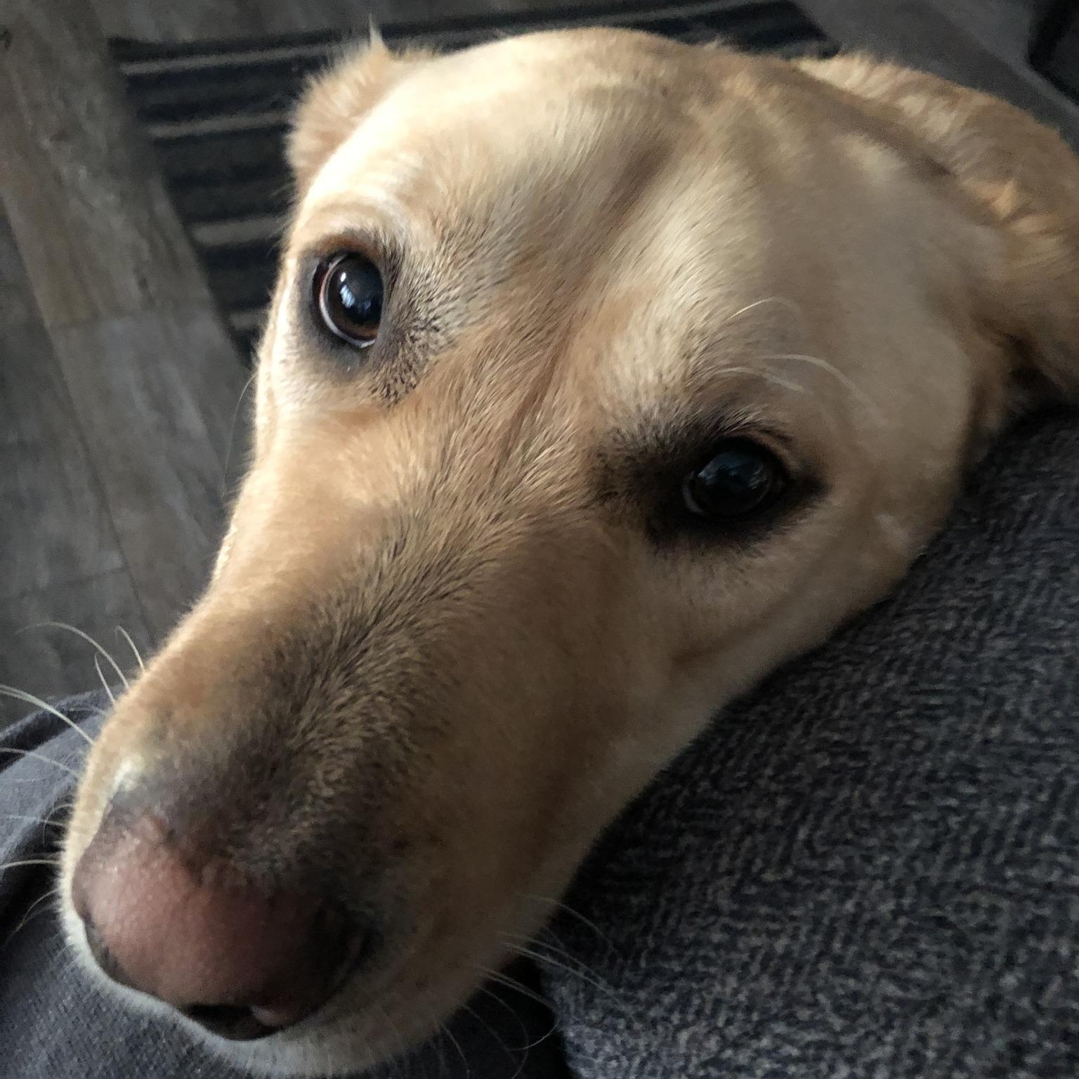 Hook, a ADOPTABLE Yellow Labrador Retriever in Tacoma, WA image 4/4