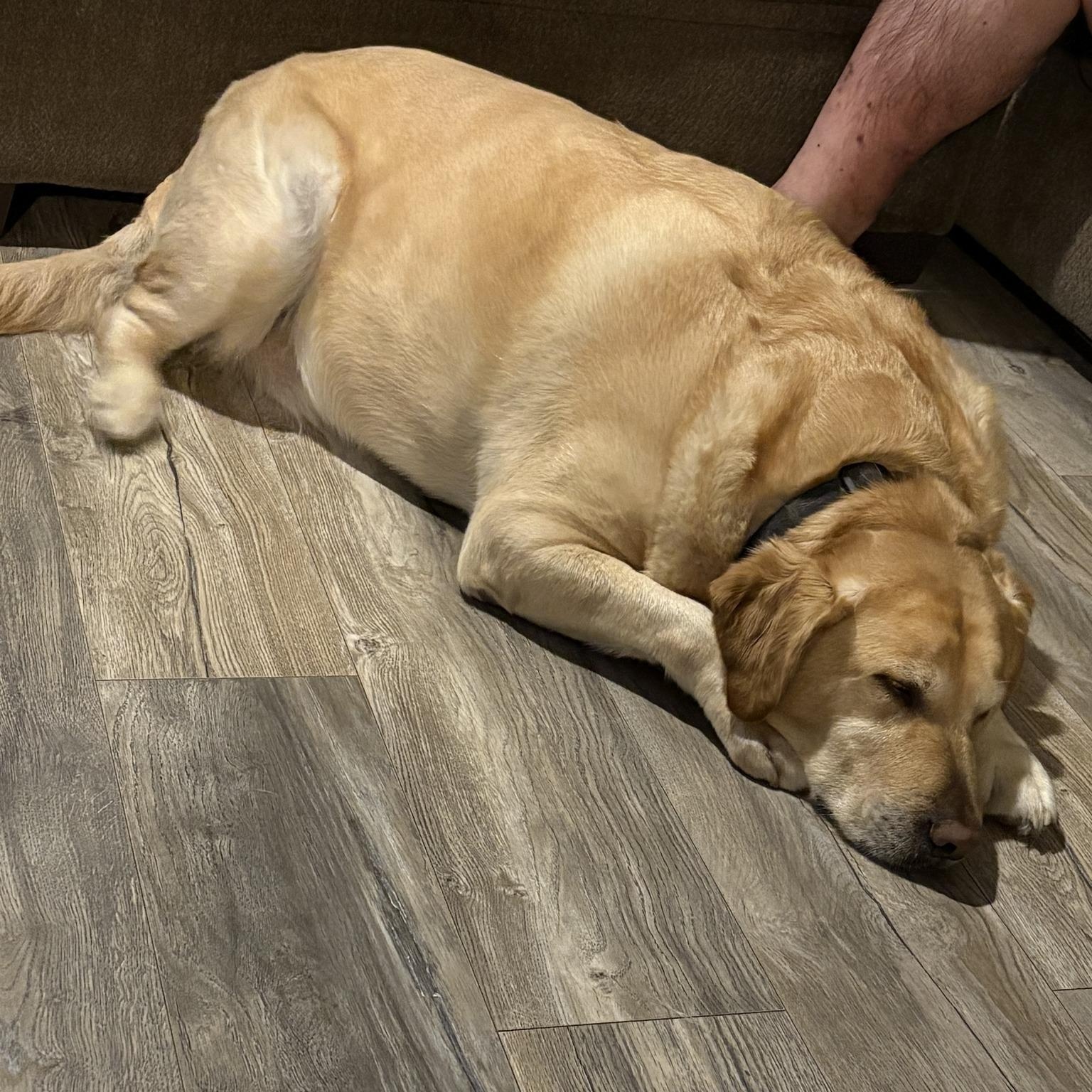 Hook, a ADOPTABLE Yellow Labrador Retriever in Tacoma, WA image 2/4