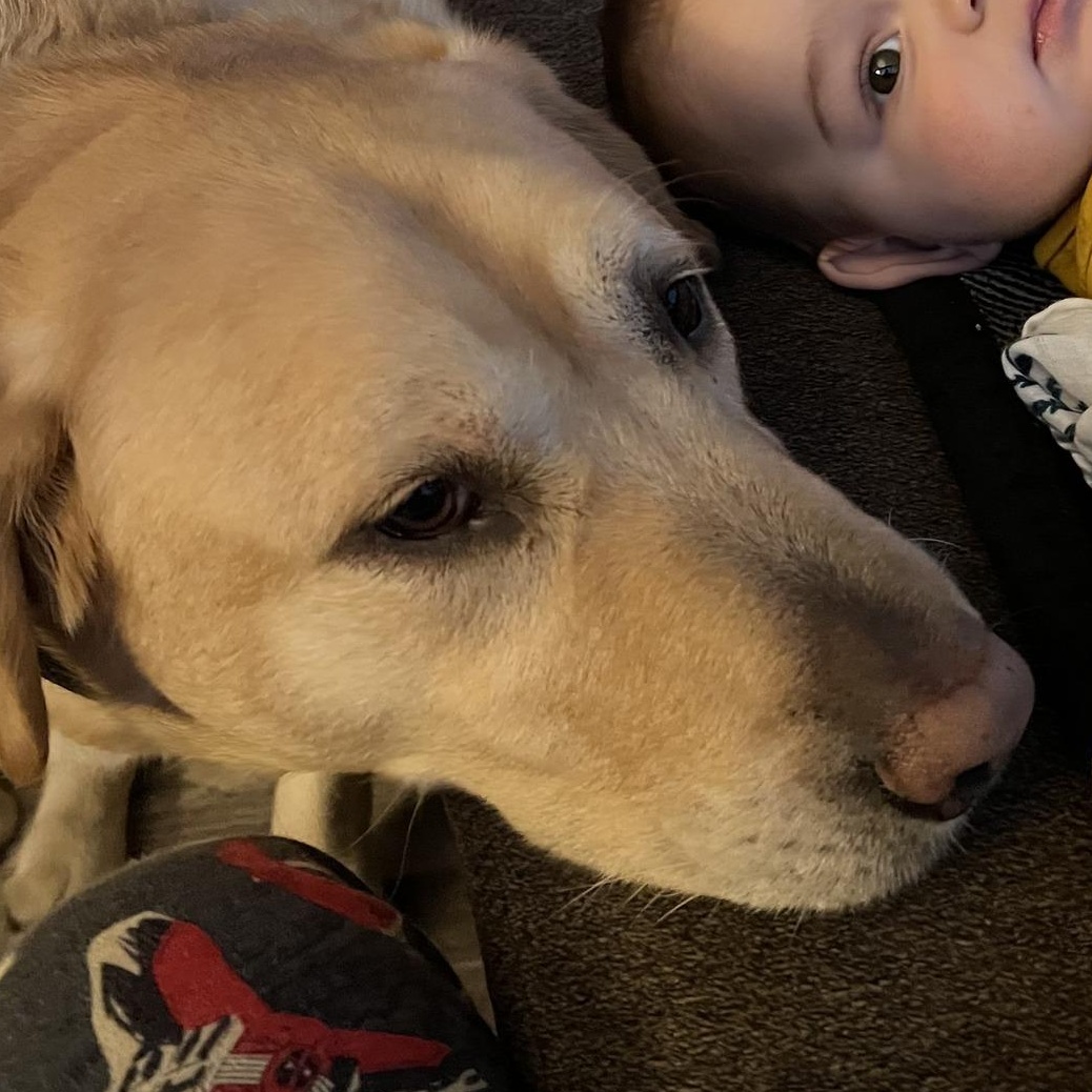 Hook, a ADOPTABLE Yellow Labrador Retriever in Tacoma, WA image 3/4