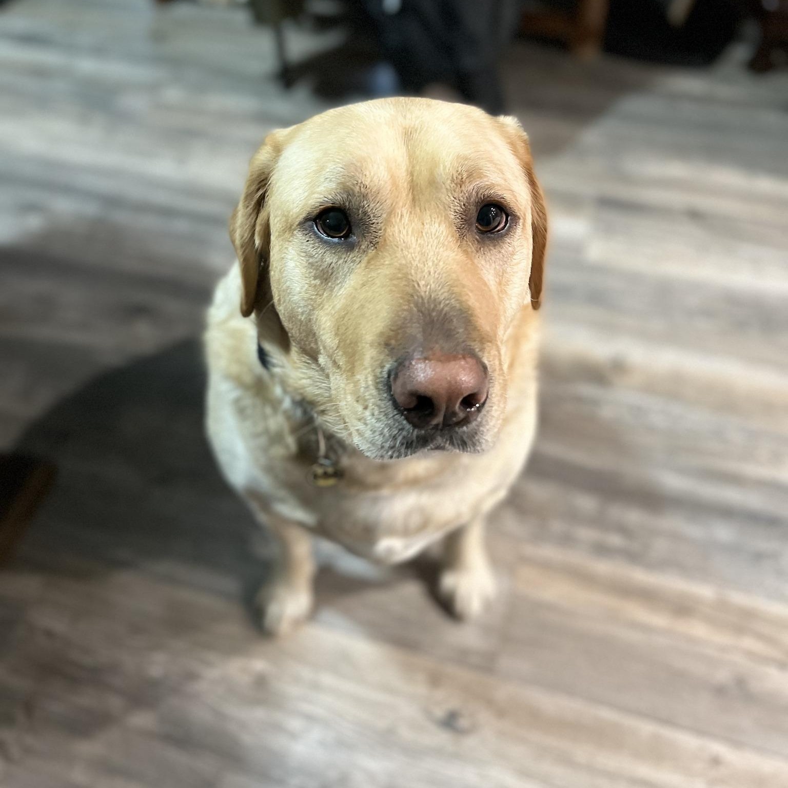 Hook, a ADOPTABLE Yellow Labrador Retriever in Tacoma, WA image 1/4