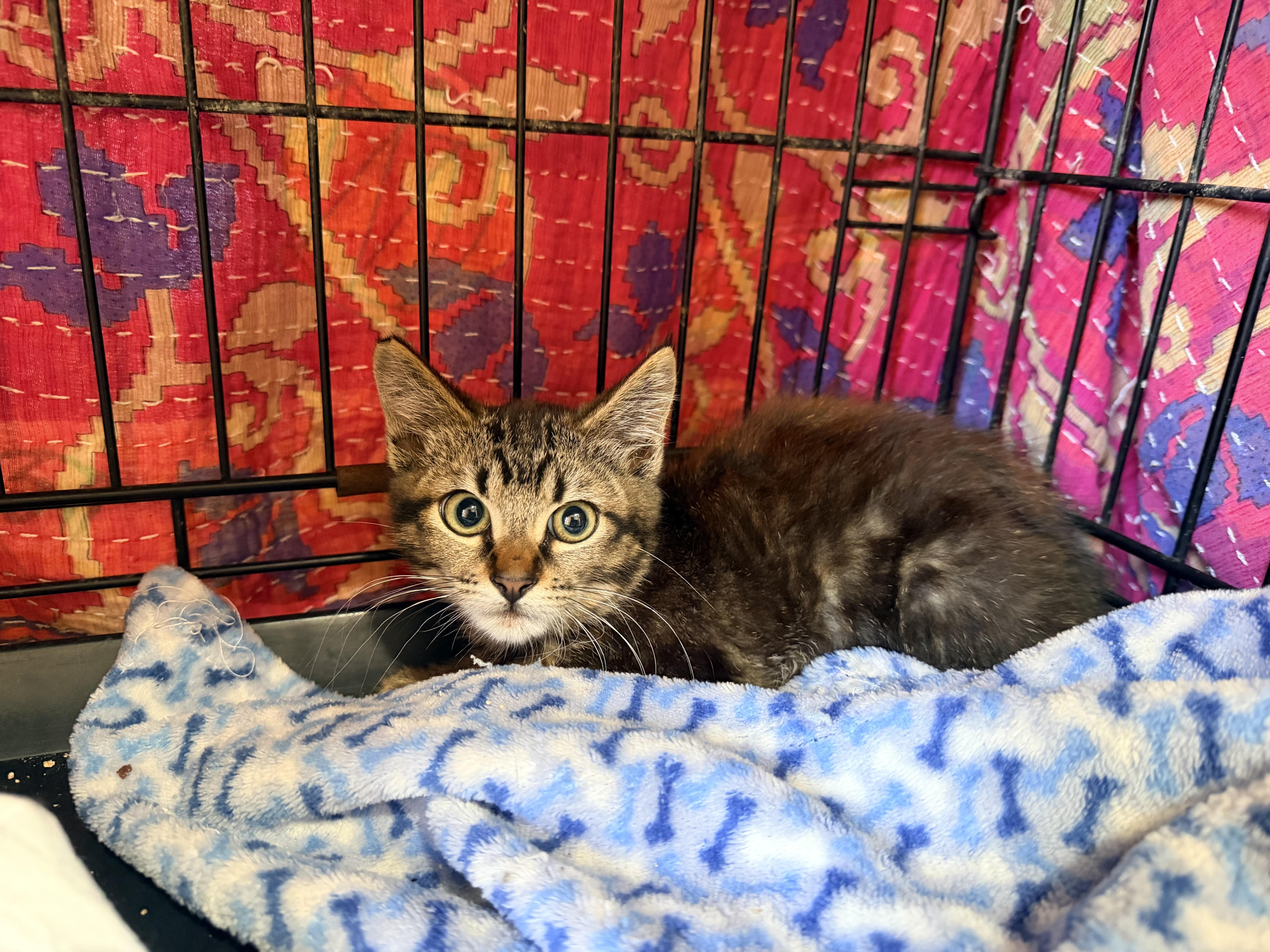 Enlarge Parker, a Adoptable mixed breed in Inglewood, CA image 1/2
