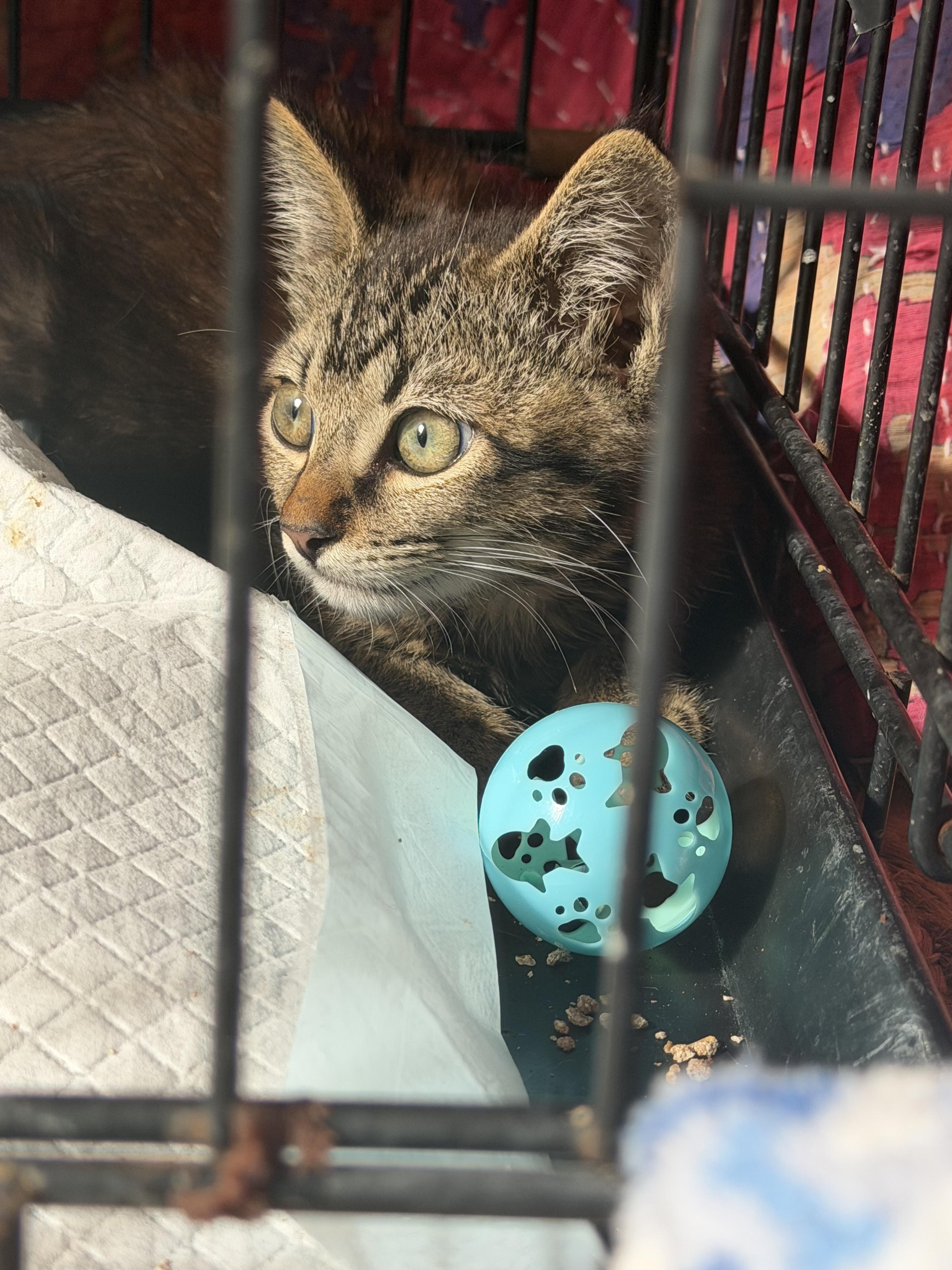 Enlarge Parker, a Adoptable mixed breed in Inglewood, CA image 2/2