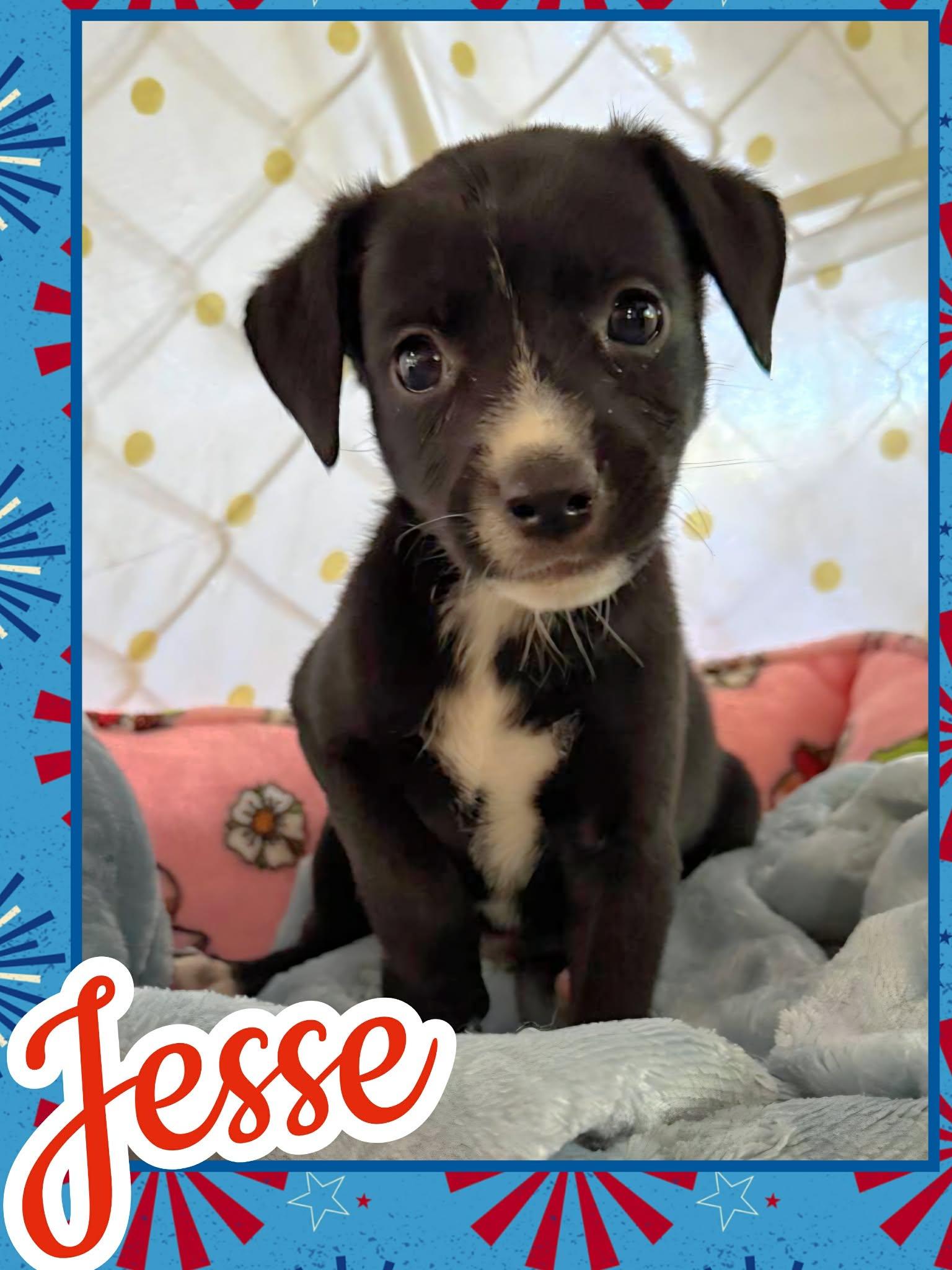 Jesse, ADOPTABLE, Puppy Male Beagle & Chihuahua.