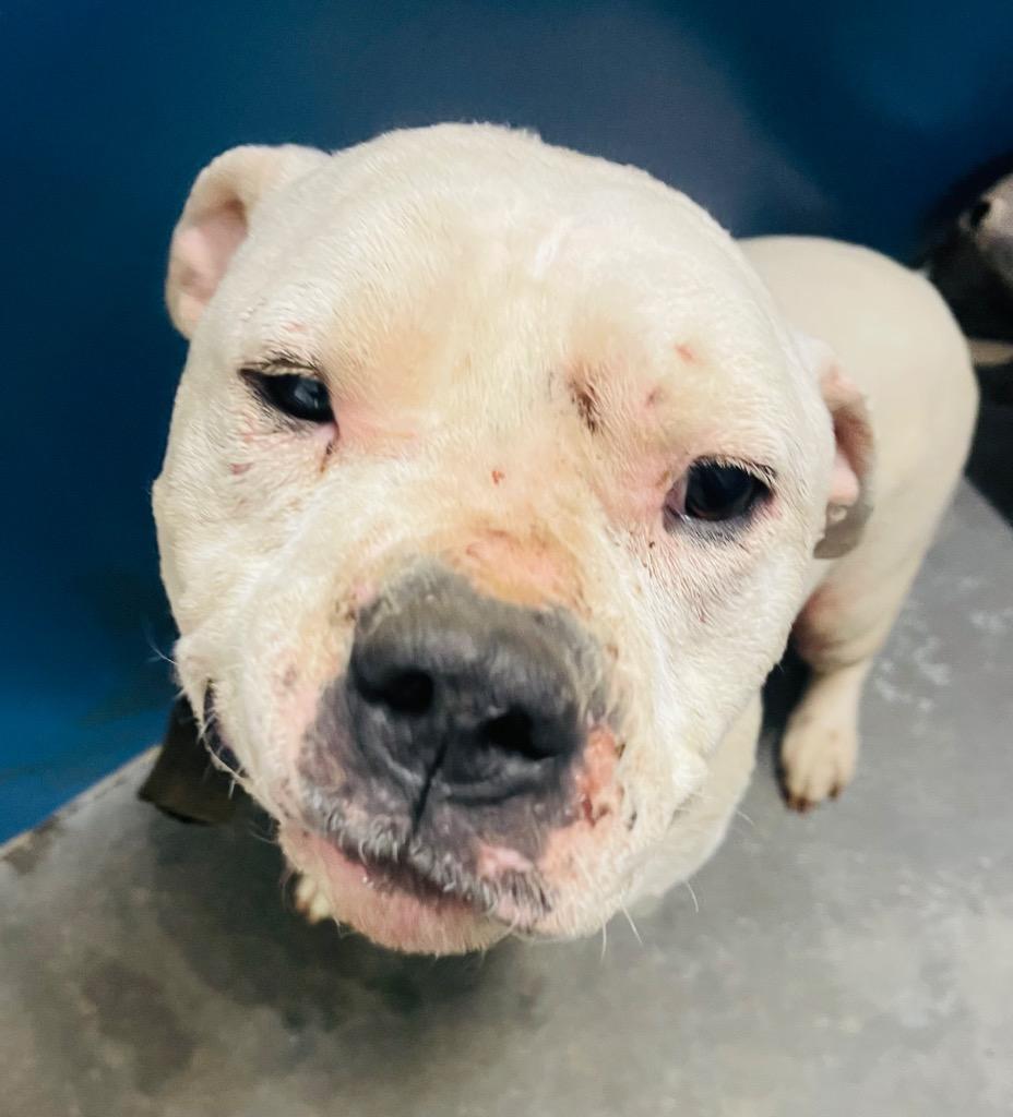 Enlarge Jesse, a Adoptable Pit Bull Terrier in Henderson, NC image 1/1