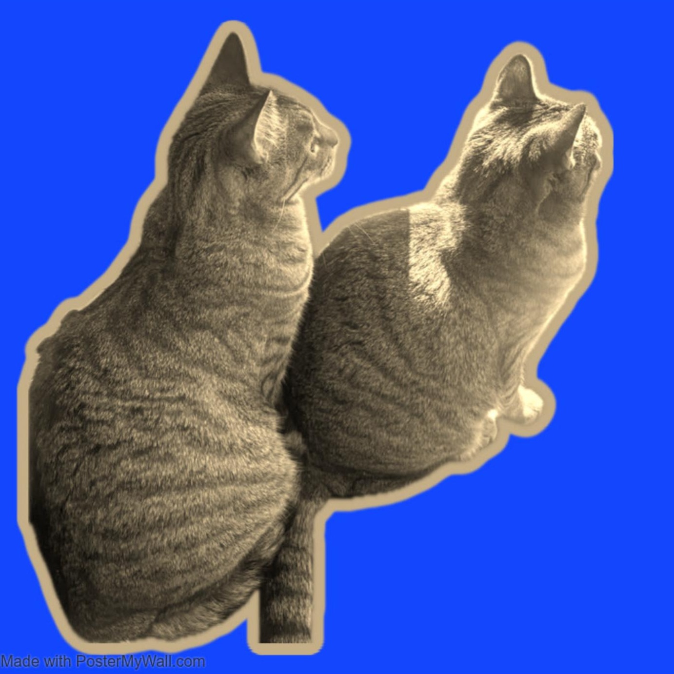 Enlarge Duck & Goose BROTHERS, a Adoptable mixed breed in Portland , OR image 4/6