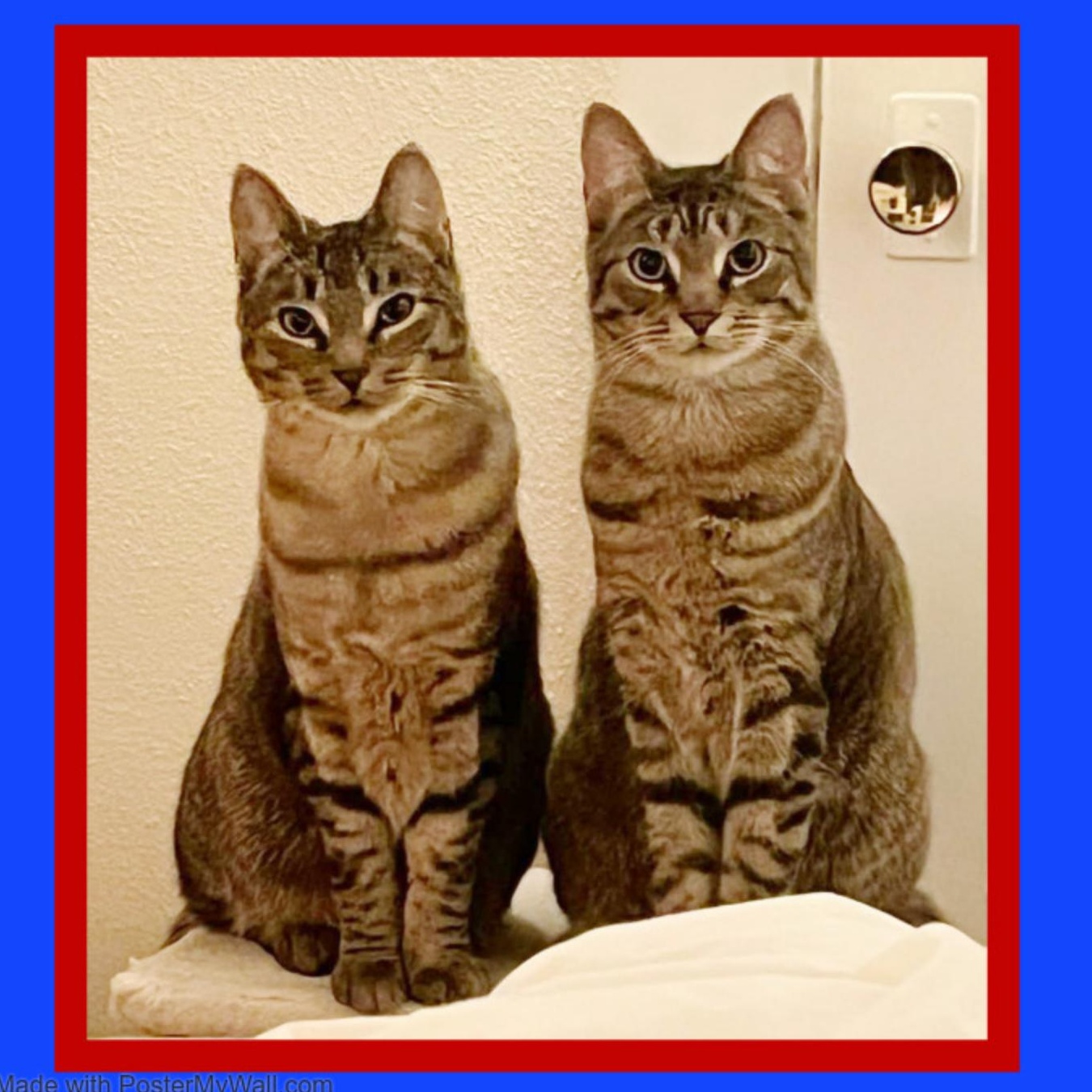 Enlarge Duck & Goose BROTHERS, a Adoptable mixed breed in Portland , OR image 6/6