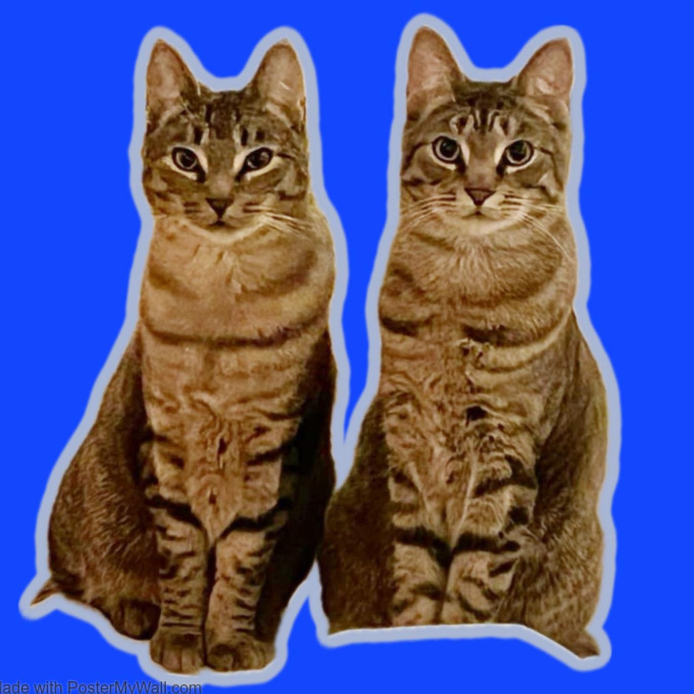 Duck & Goose BROTHERS, Adoptable, Young Male Domestic Short Hair & Tabby.