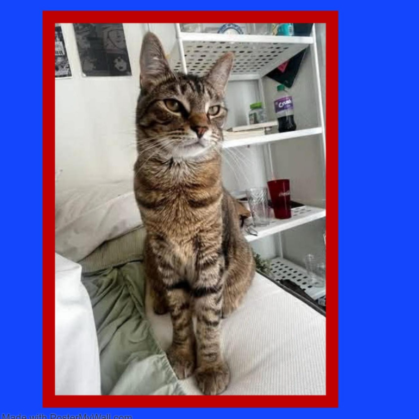 Enlarge Duck & Goose BROTHERS, a Adoptable mixed breed in Portland , OR image 5/6