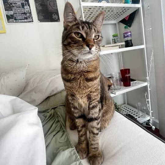 Enlarge Duck & Goose BROTHERS, a Adoptable mixed breed in Portland , OR image 3/6