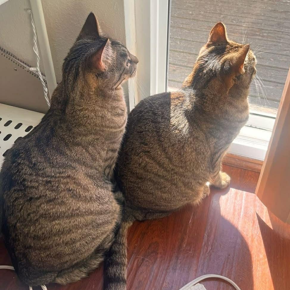 Enlarge Duck & Goose BROTHERS, a Adoptable mixed breed in Portland , OR image 2/6