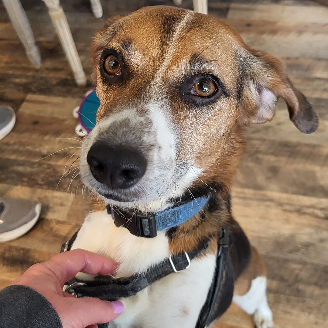 Dog for adoption Deacon, a Beagle in Youngstown, OH Petfinder