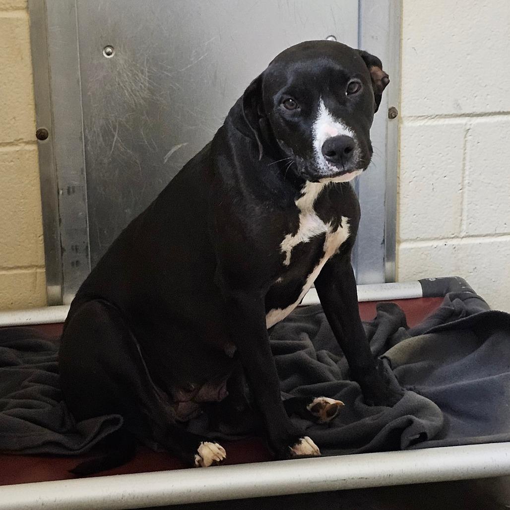 Delta Dawn, a Adoptable mixed breed in Palestine, TX image 1/6