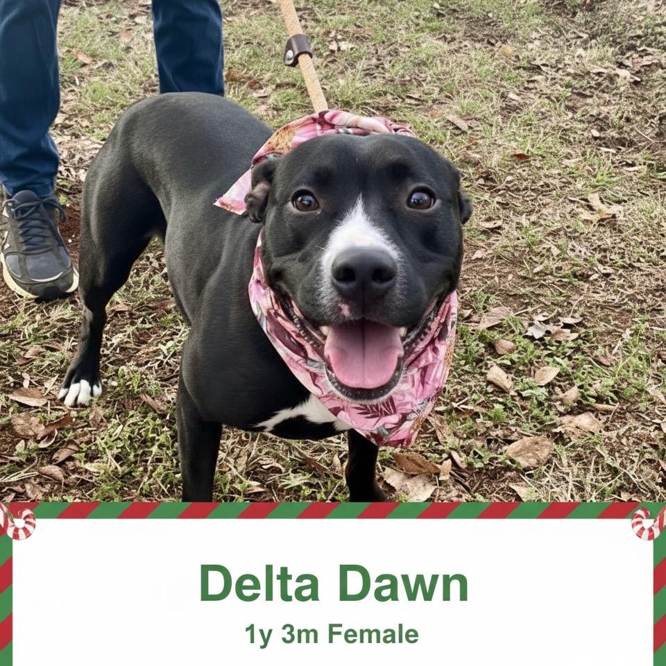 Delta Dawn, a Adoptable mixed breed in Palestine, TX image 2/6