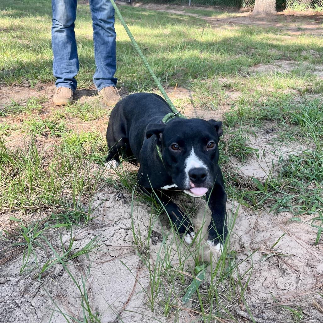 Delta Dawn, a Adoptable mixed breed in Palestine, TX image 4/6