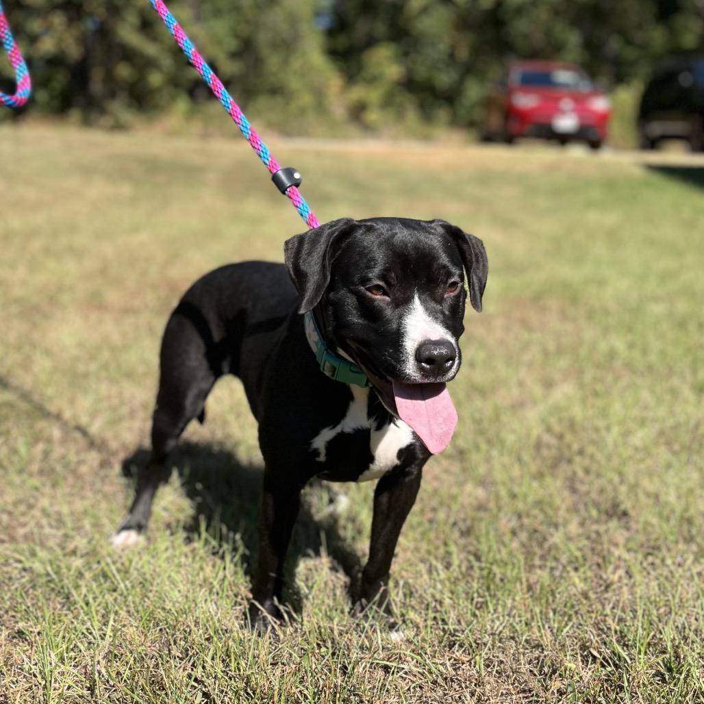 Delta Dawn, a Adoptable mixed breed in Palestine, TX image 5/6