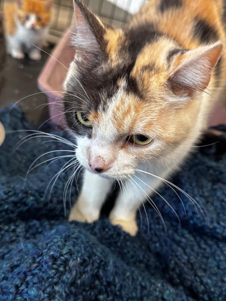 Enlarge Angelica, a Adoptable Calico in Charlotte, MI image 5/5