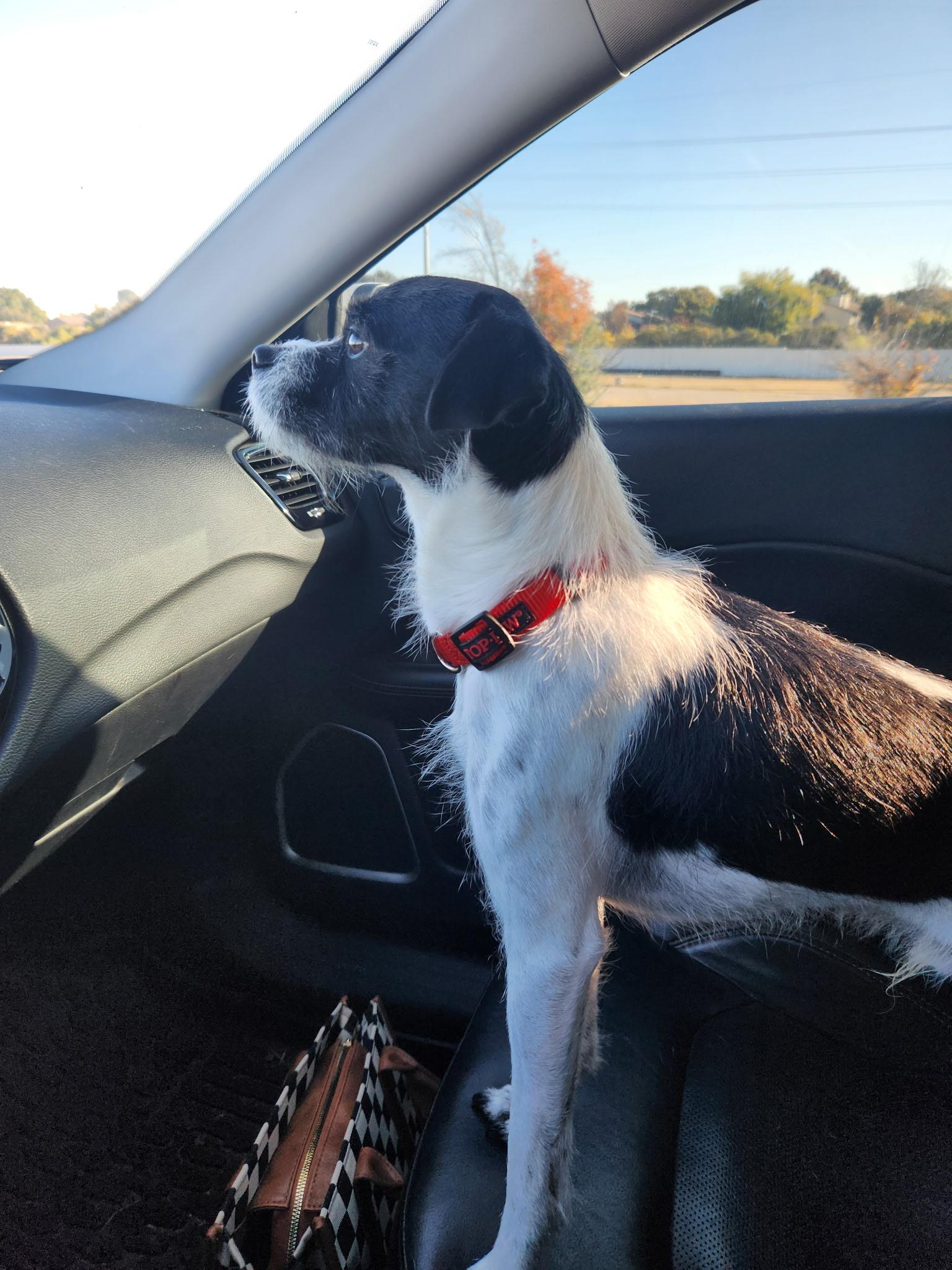 Enlarge GEORGE, a Adoptable Mixed Breed in ROWLETT, TX image 3/6