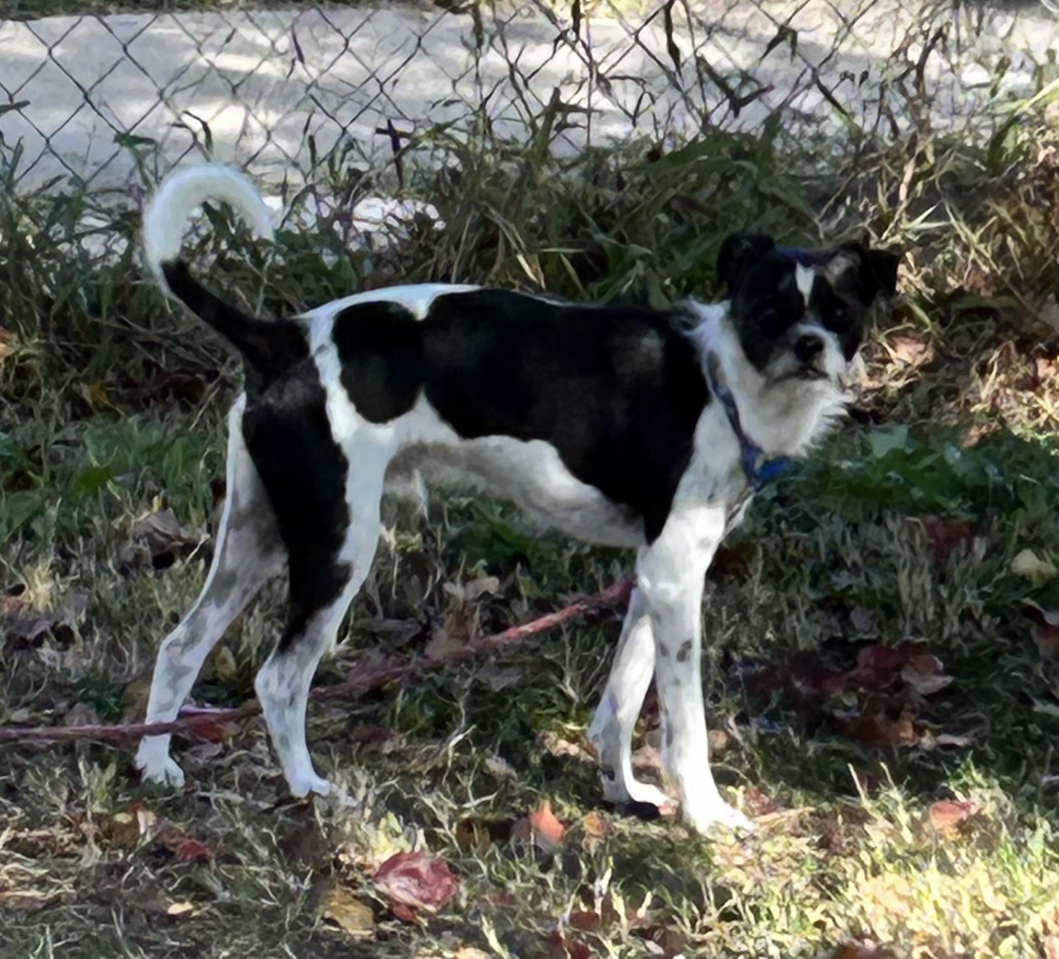 Enlarge GEORGE, a Adoptable Mixed Breed in ROWLETT, TX image 5/6
