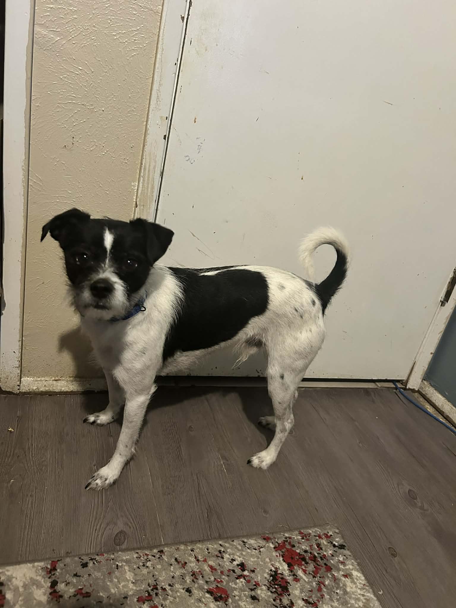 Enlarge GEORGE, a Adoptable Mixed Breed in ROWLETT, TX image 1/6