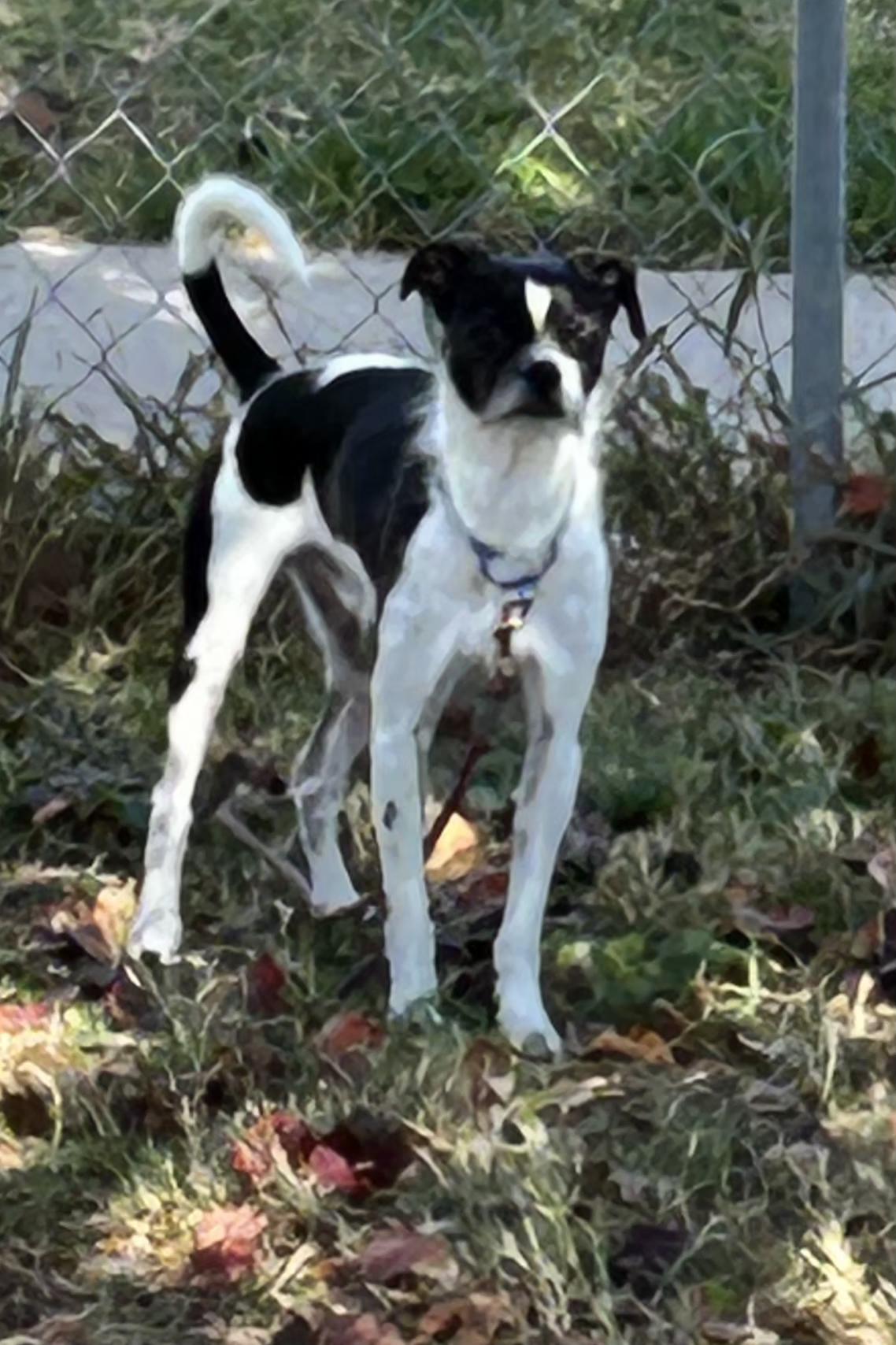GEORGE, Adoptable, Adult Male Mixed Breed.