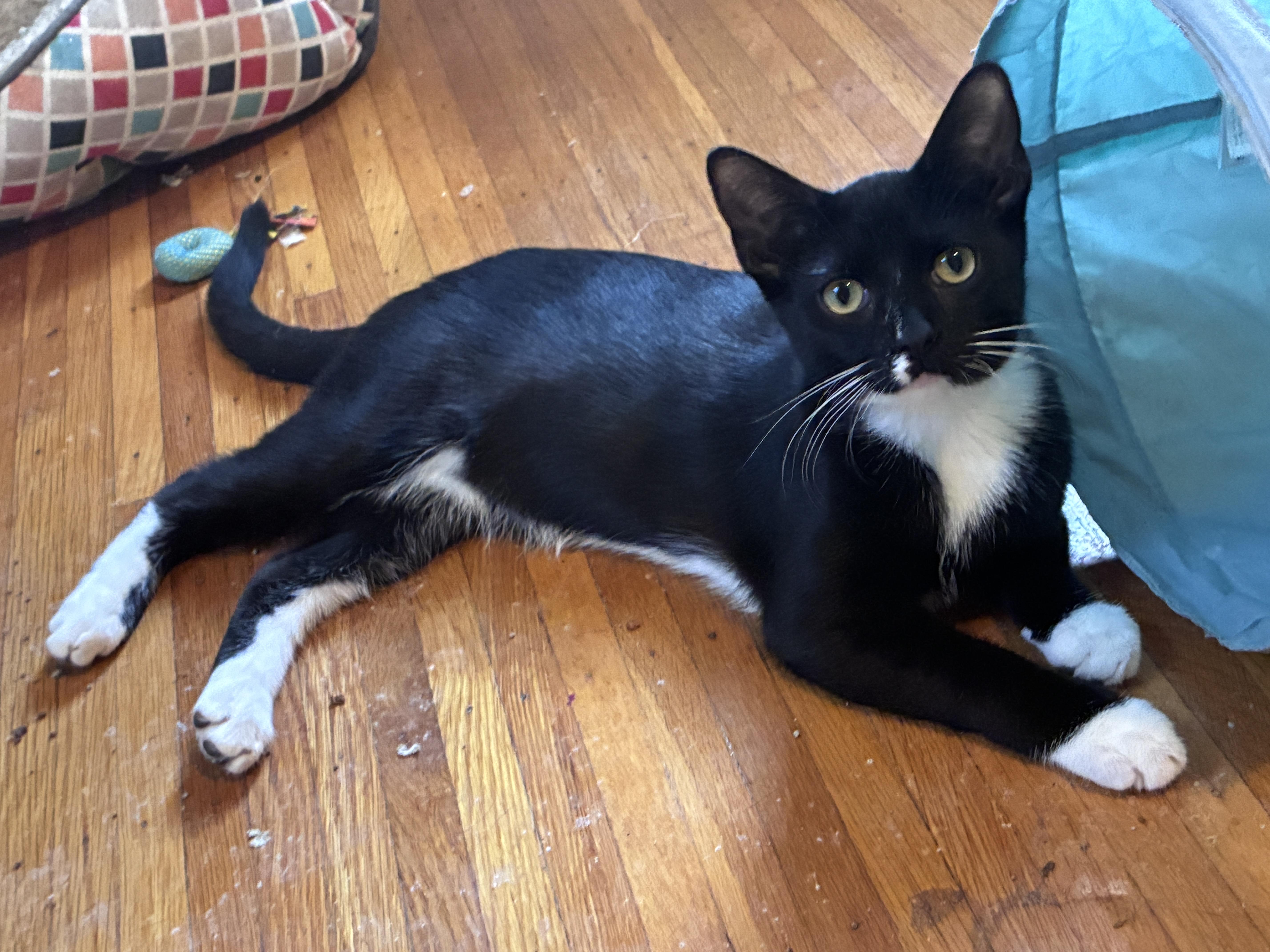 Enlarge Keefe, a Adoptable Domestic Short Hair in Penfield, NY image 3/5