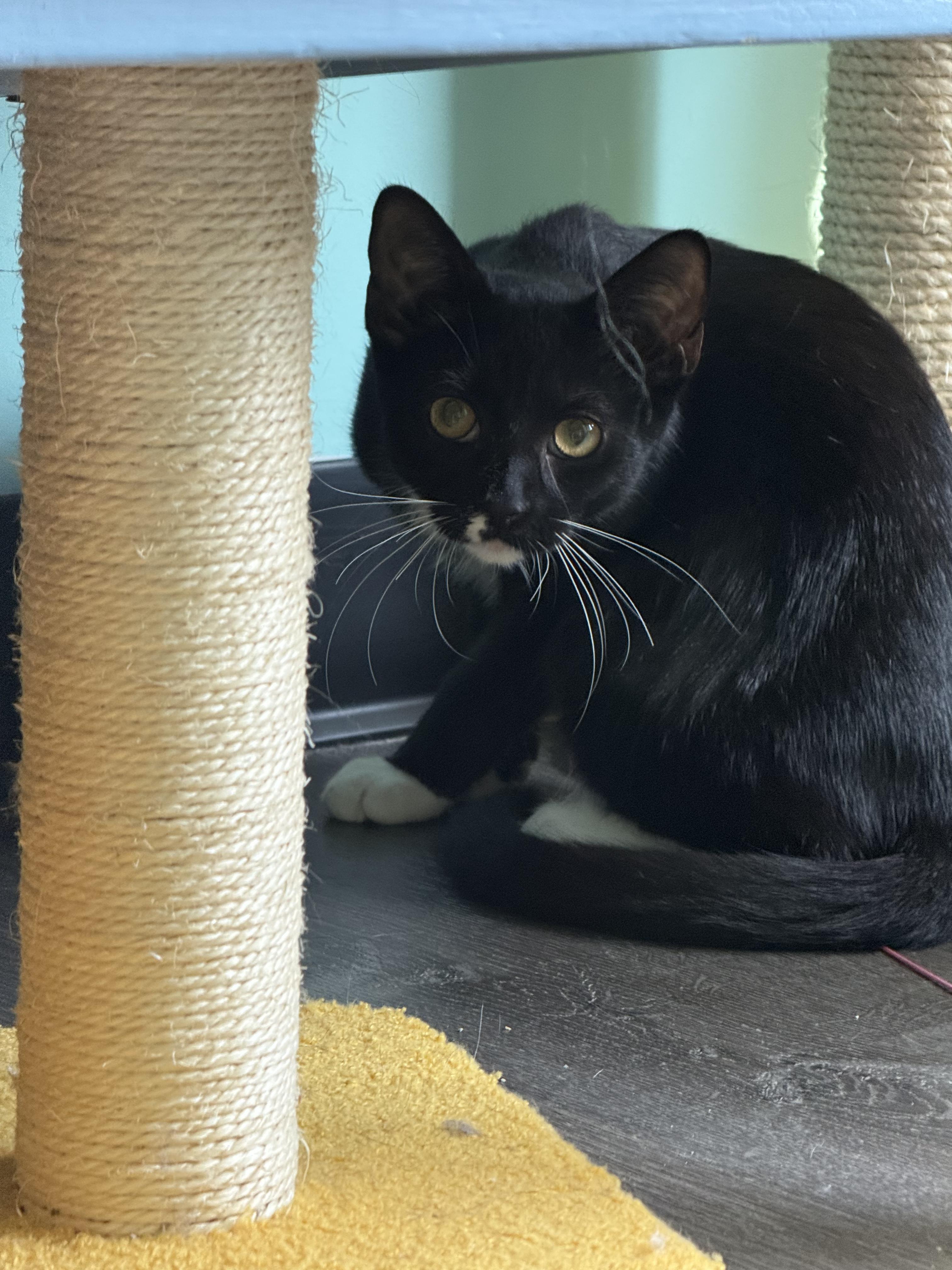 Enlarge Keefe, a Adoptable Domestic Short Hair in Penfield, NY image 4/5