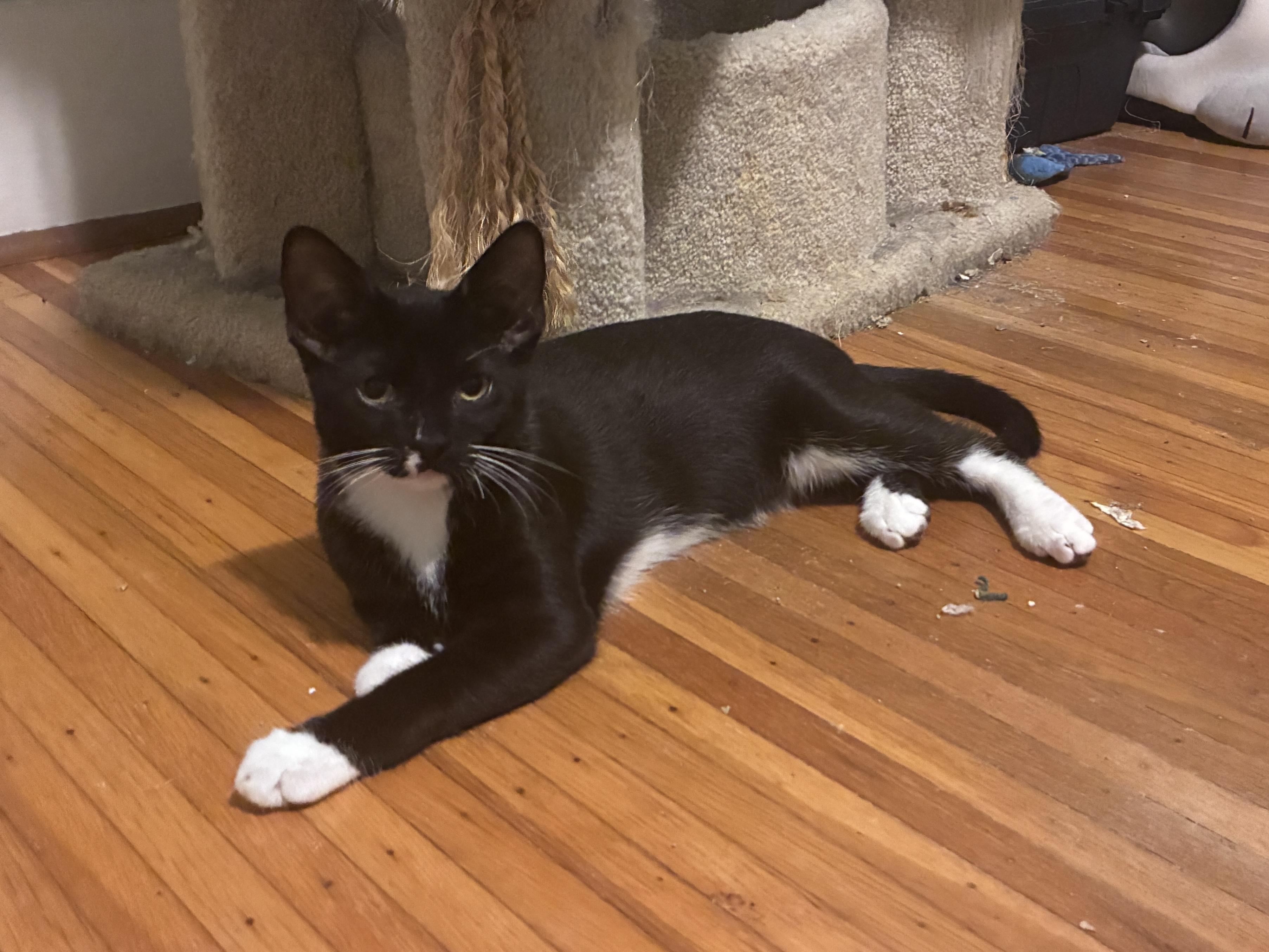 Enlarge Keefe, a Adoptable Domestic Short Hair in Penfield, NY image 5/5