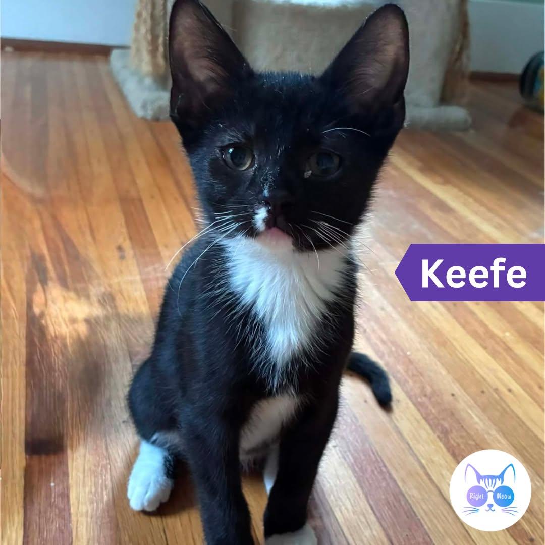 Enlarge Keefe, a Adoptable Domestic Short Hair in Penfield, NY image 1/5