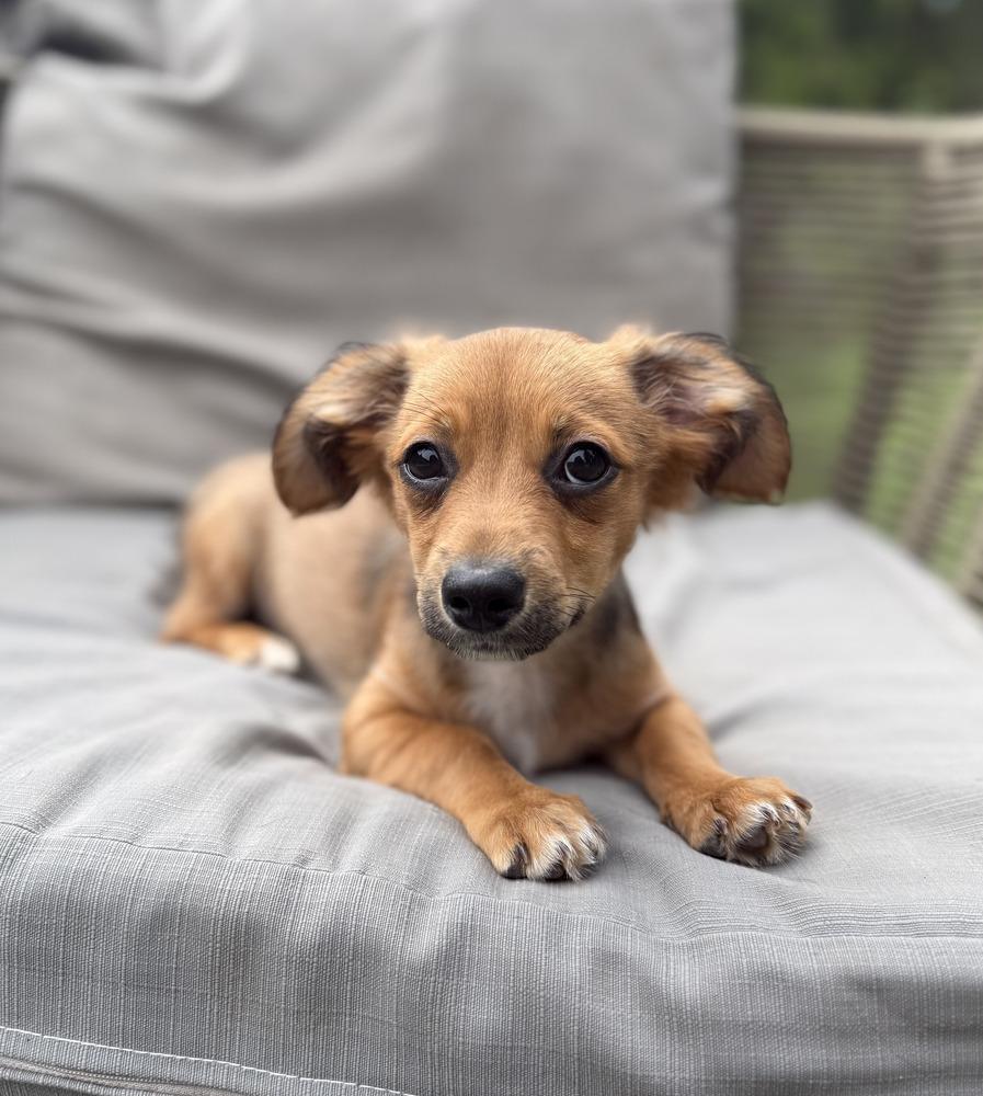 Wes, adopted, Puppy Male Dachshund & Chihuahua.