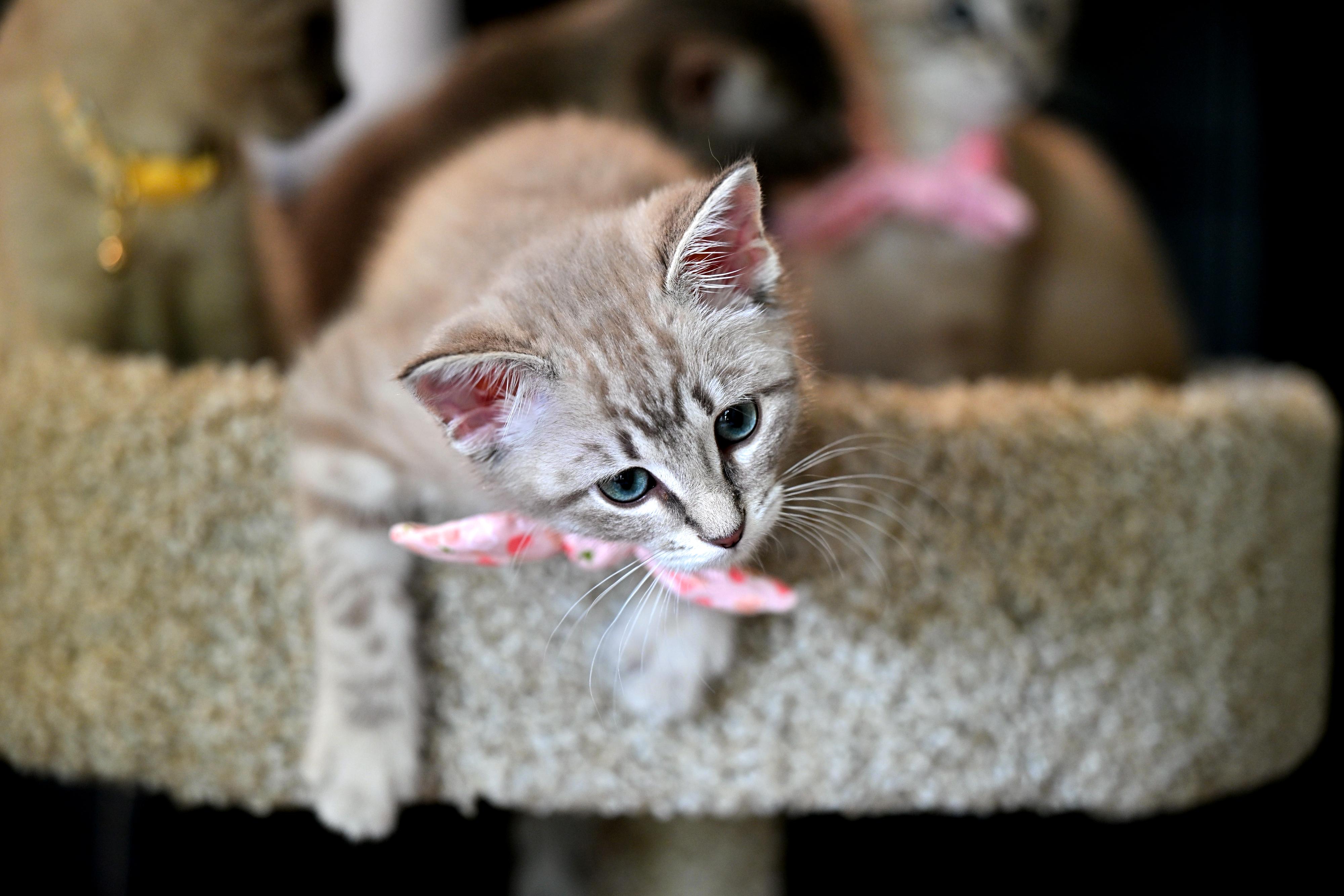 Lilac, an adopted mixed breed in Portland, ME image 2/5