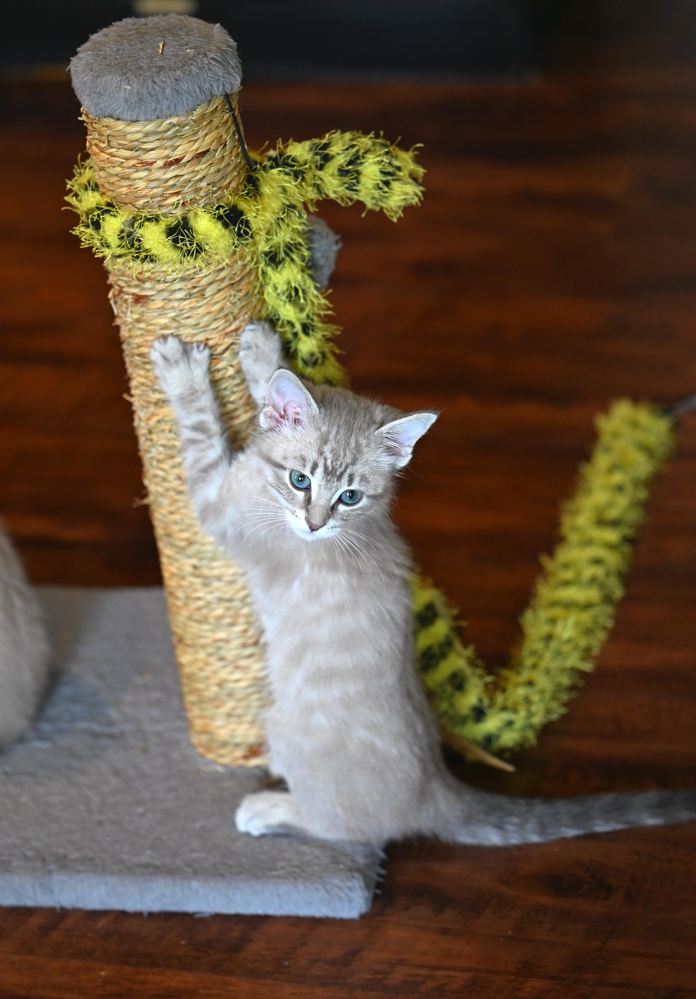 Lilac, an adopted mixed breed in Portland, ME image 3/5