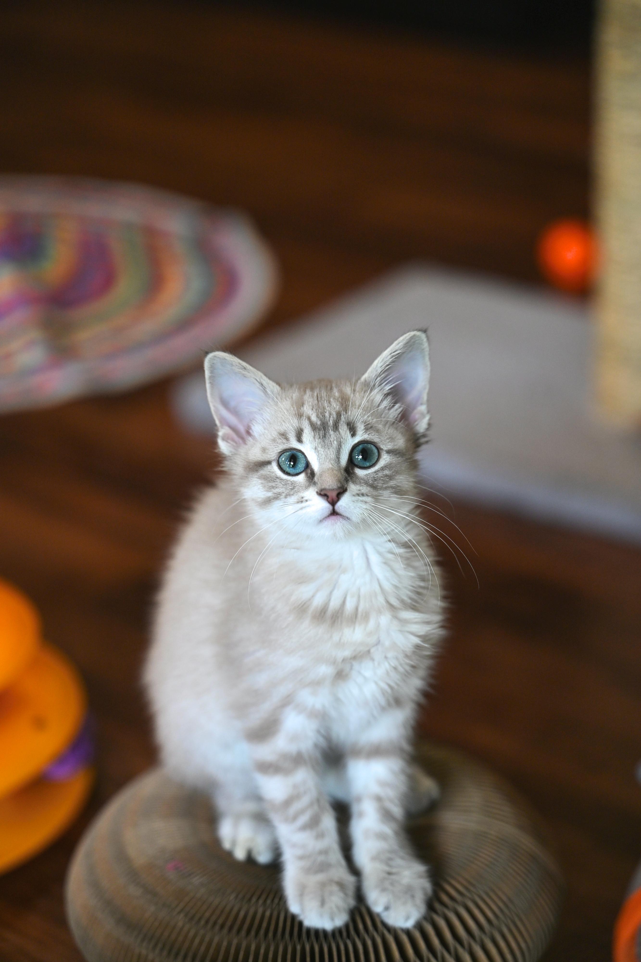 Lilac, adopted, Kitten Female Siamese & Russian Blue.
