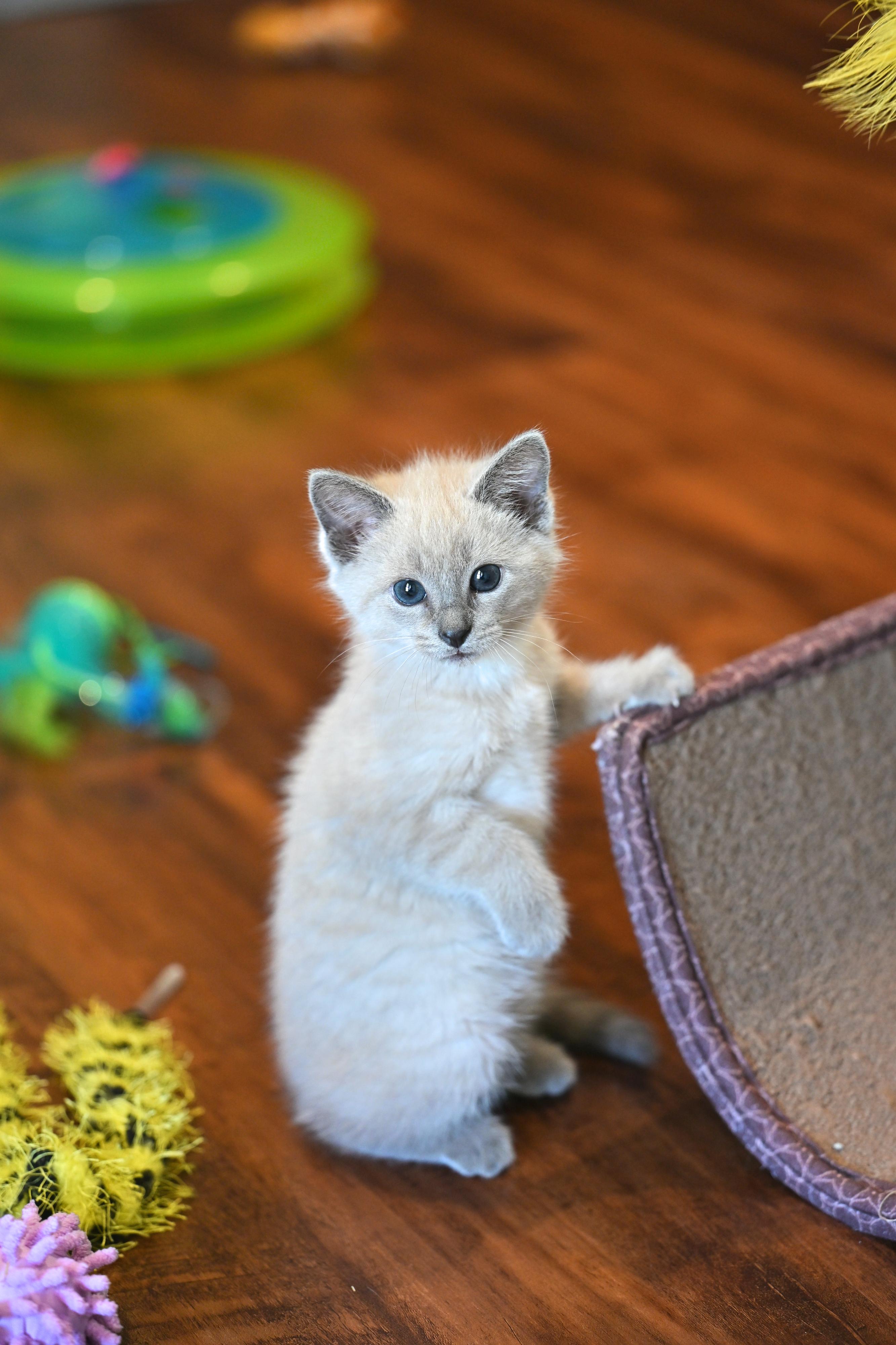 Lilac, an adopted mixed breed in Portland, ME image 4/5