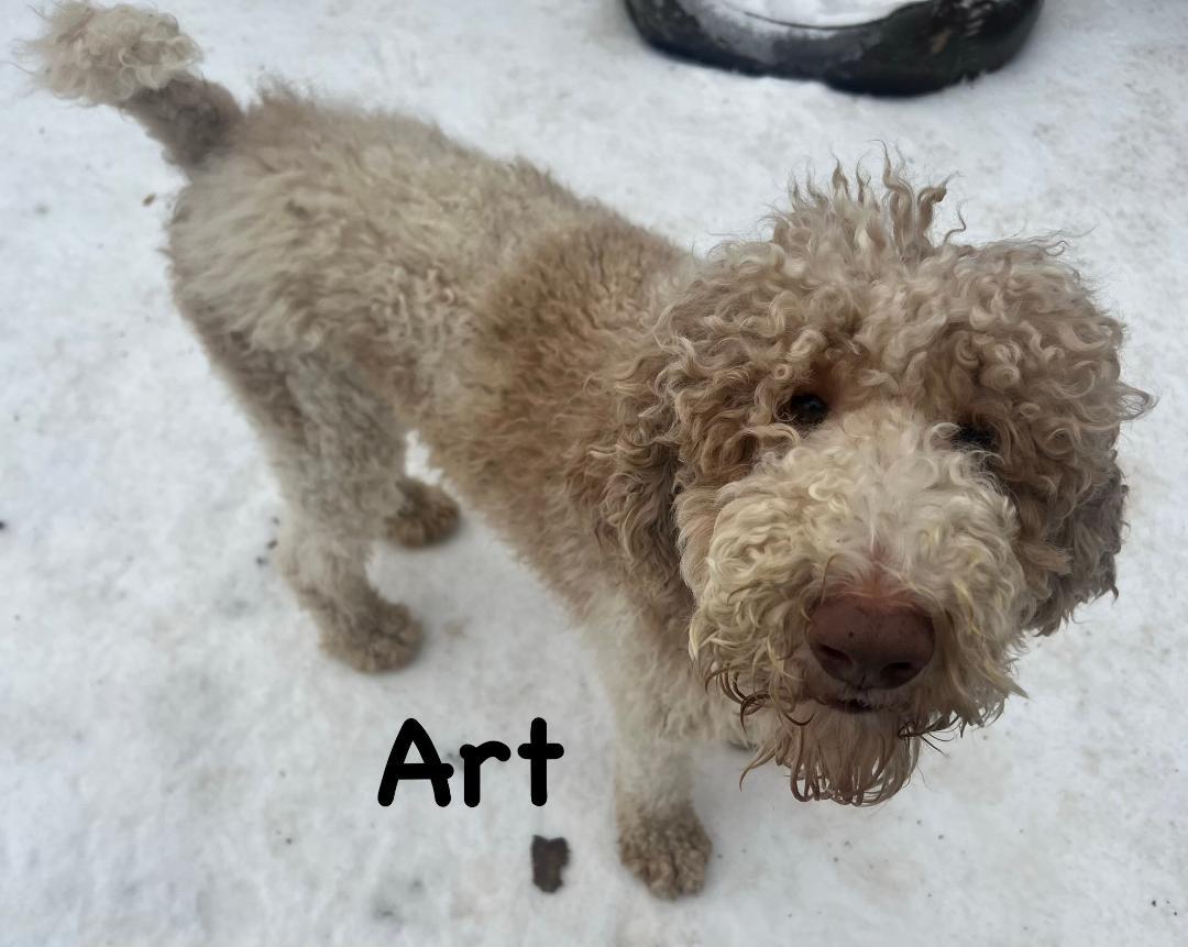 Enlarge Art, an adopted mixed breed in Carrollton, TX image 4/4