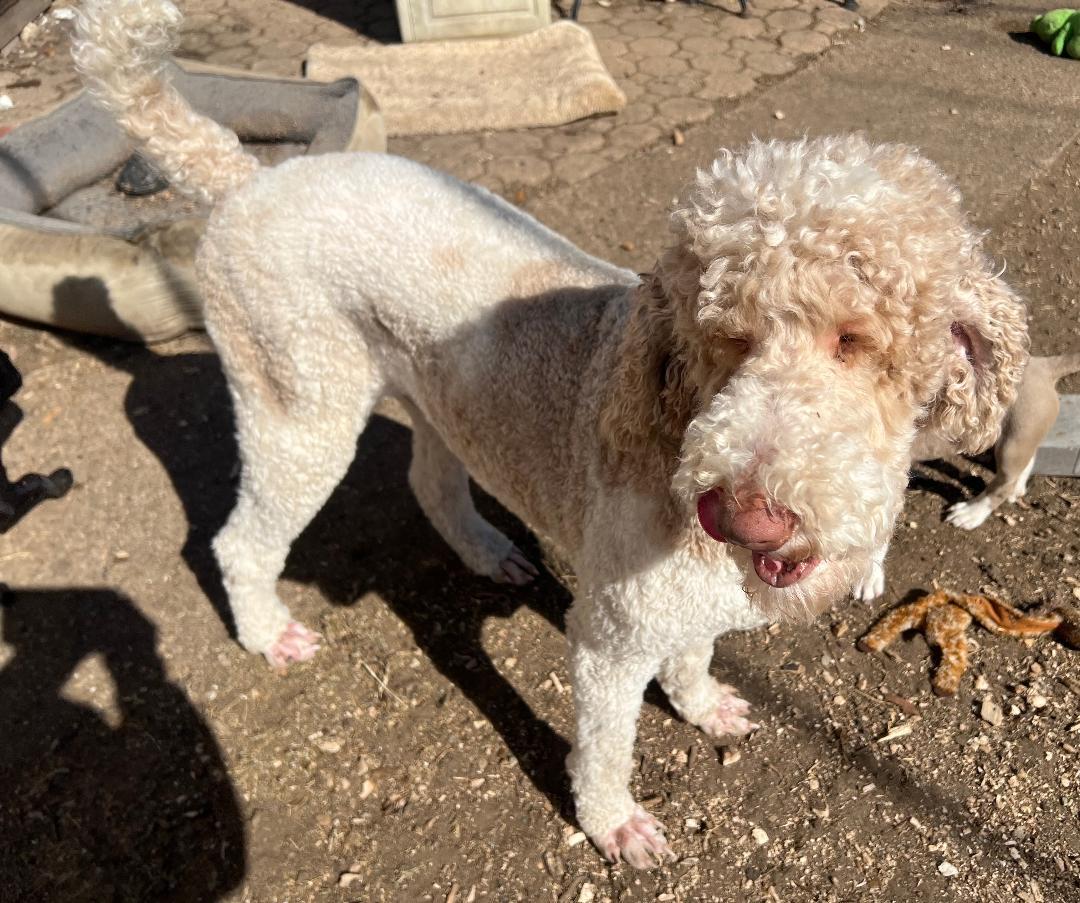 Enlarge Art, an adopted mixed breed in Carrollton, TX image 3/4