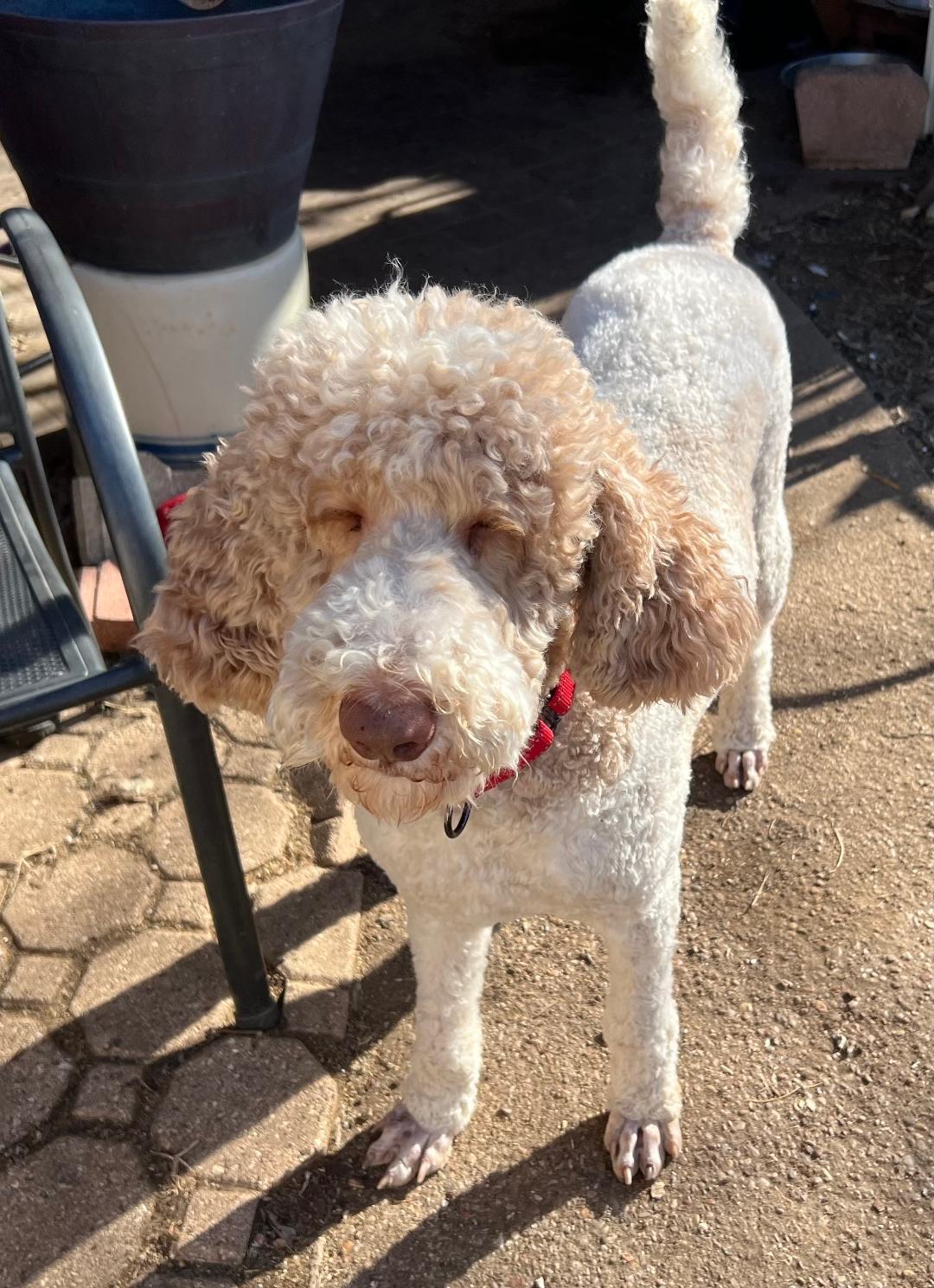 Enlarge Art, an adopted mixed breed in Carrollton, TX image 2/4