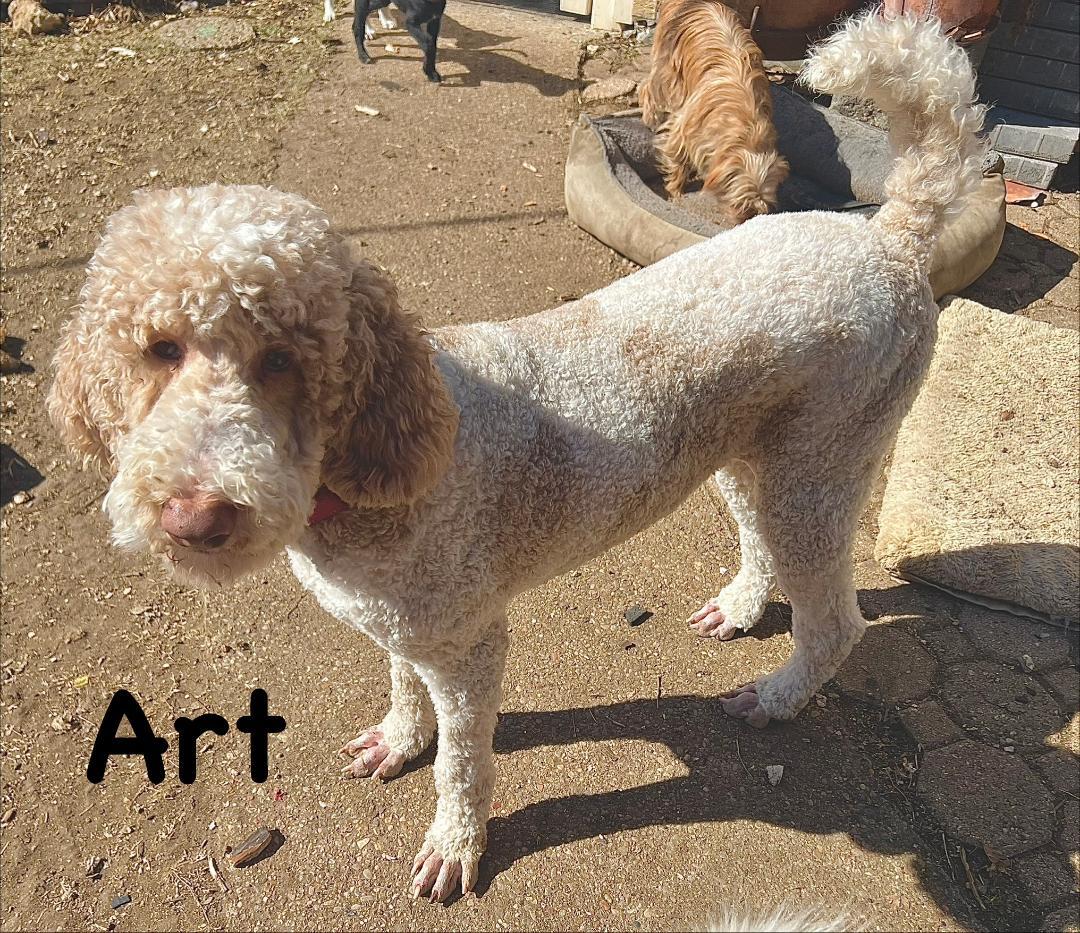 Art, ADOPTABLE, Adult Male Poodle & Golden Retriever.