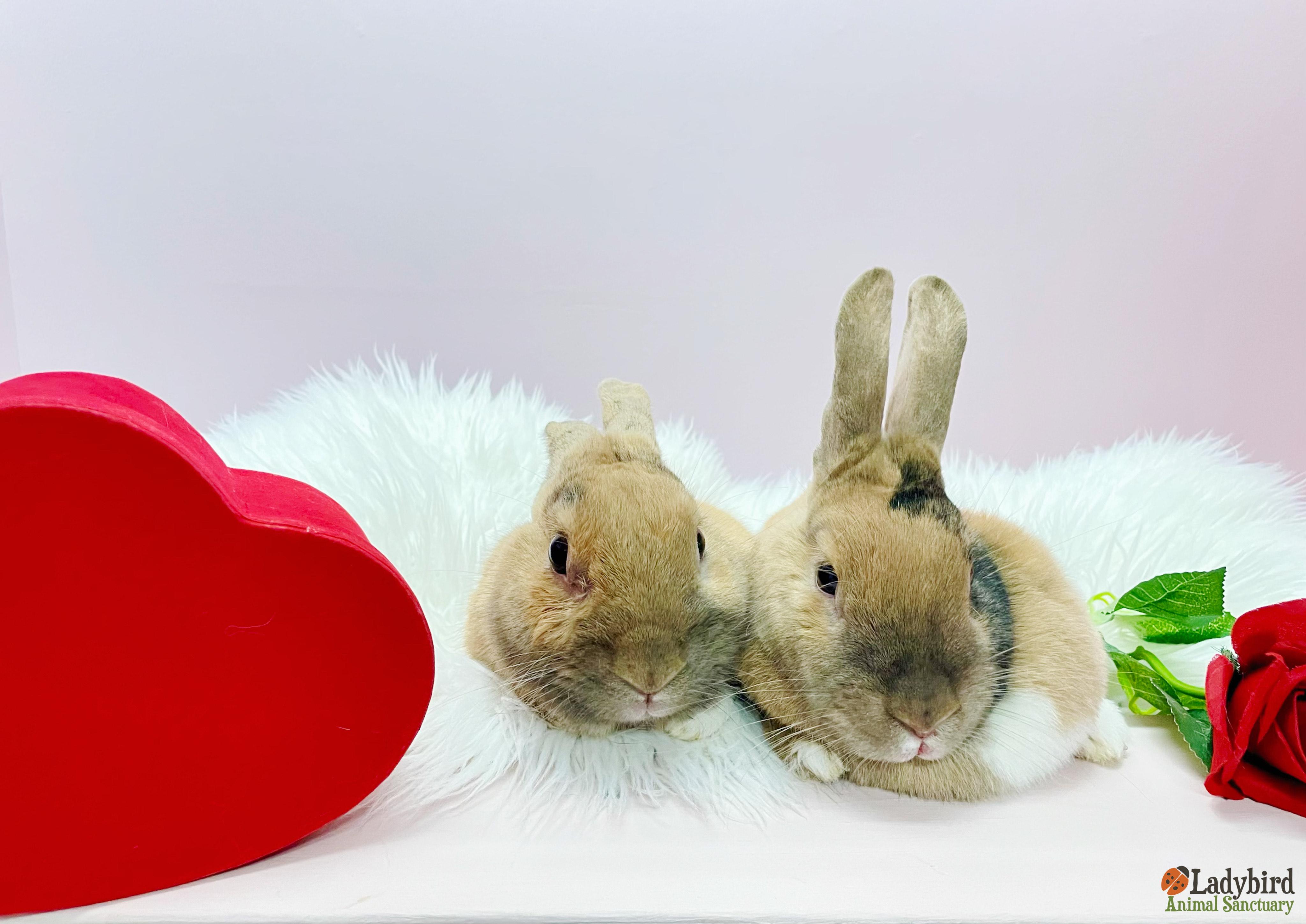 Enlarge Valentine (bonded to Viola), a Adoptable mixed breed in Hamilton, ON image 5/5