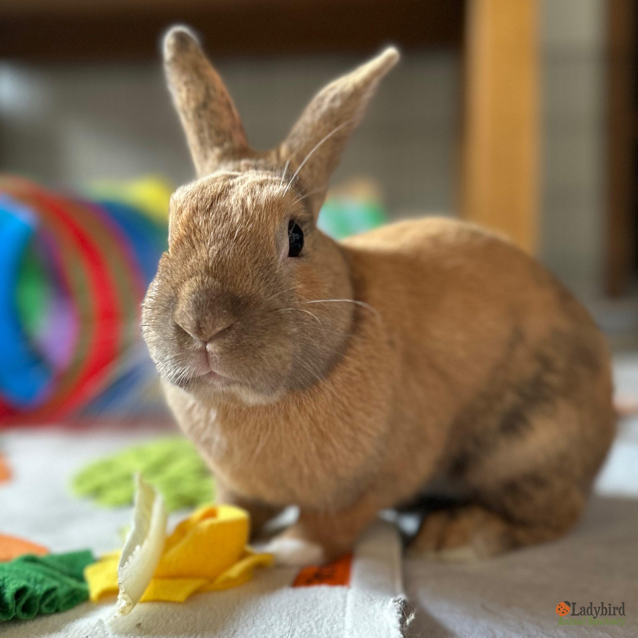 Enlarge Valentine (bonded to Viola), a Adoptable mixed breed in Hamilton, ON image 1/5