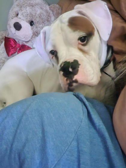 Archie, Adoptable, Adult Male Boxer & Mixed Breed.